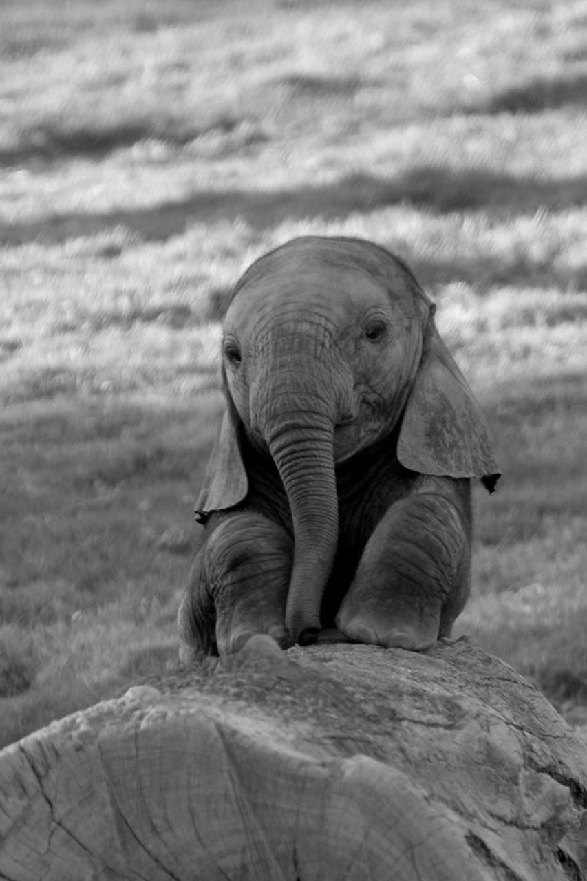Cucciolo elefante seduto bianco nero, 853x1280 Verticale, Mobile