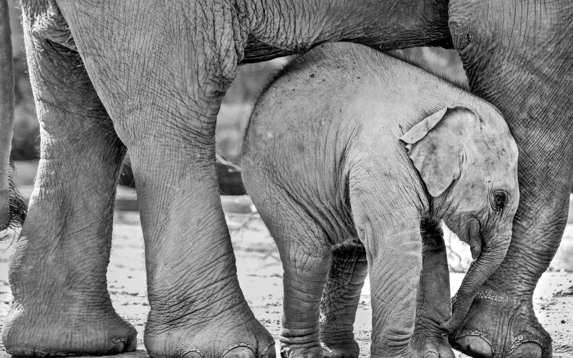 Elefantino sotto elefante adulto, 1920x1200 Full HD+, PC