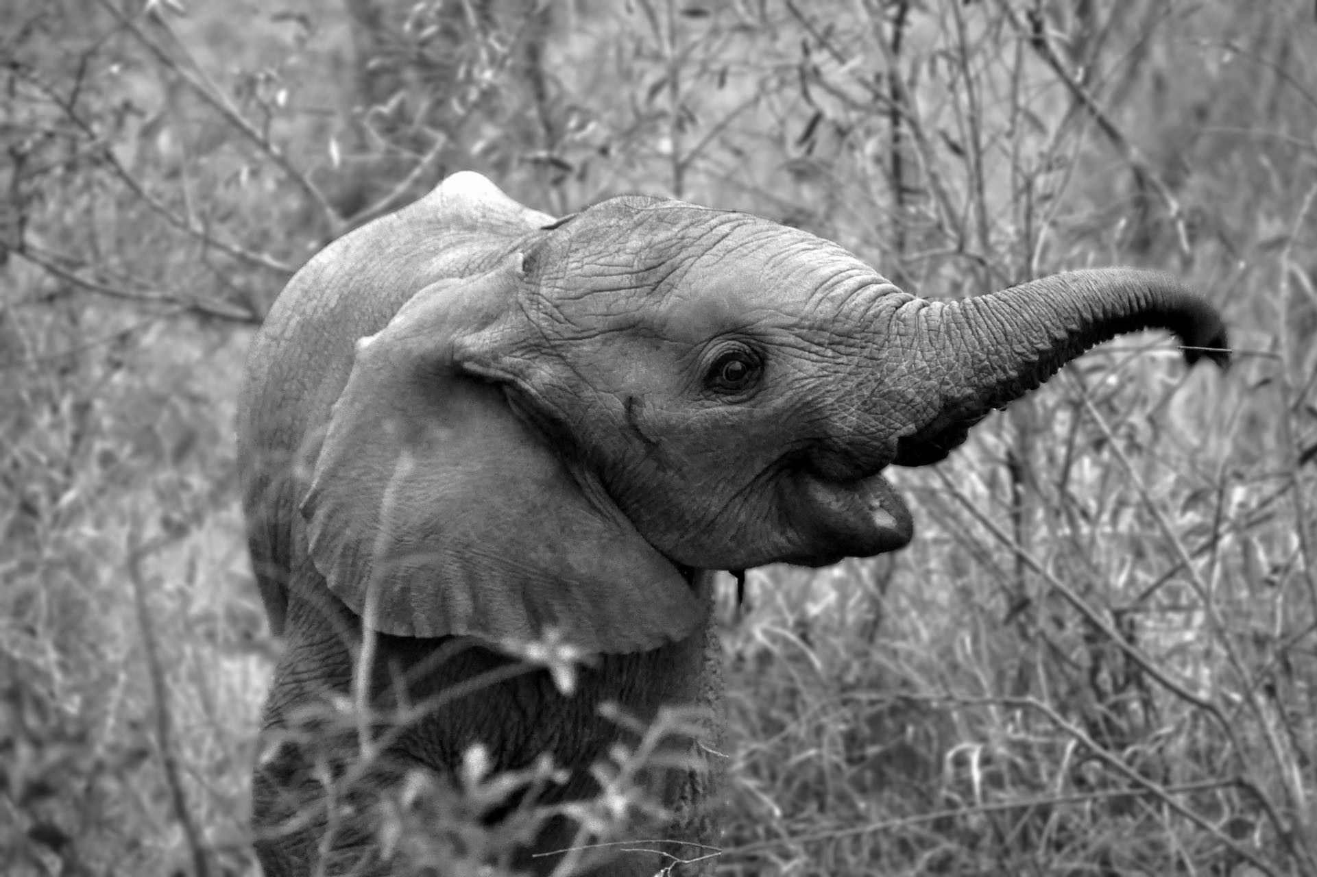 Elefante madre e cucciolo, 1400x1050 720p, Acer Nitro