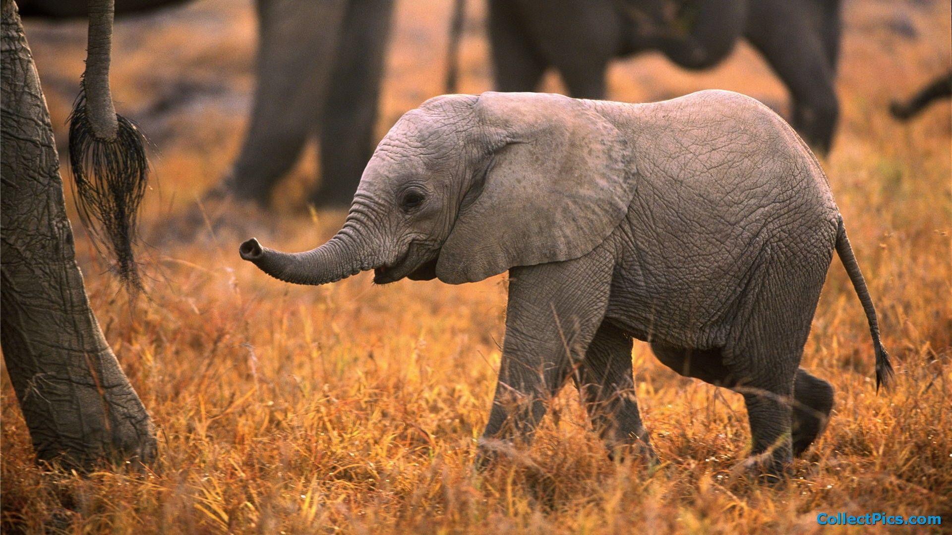 Dumbo elefantino carino, 2560x1024 Panoramico, Monitor Gaming