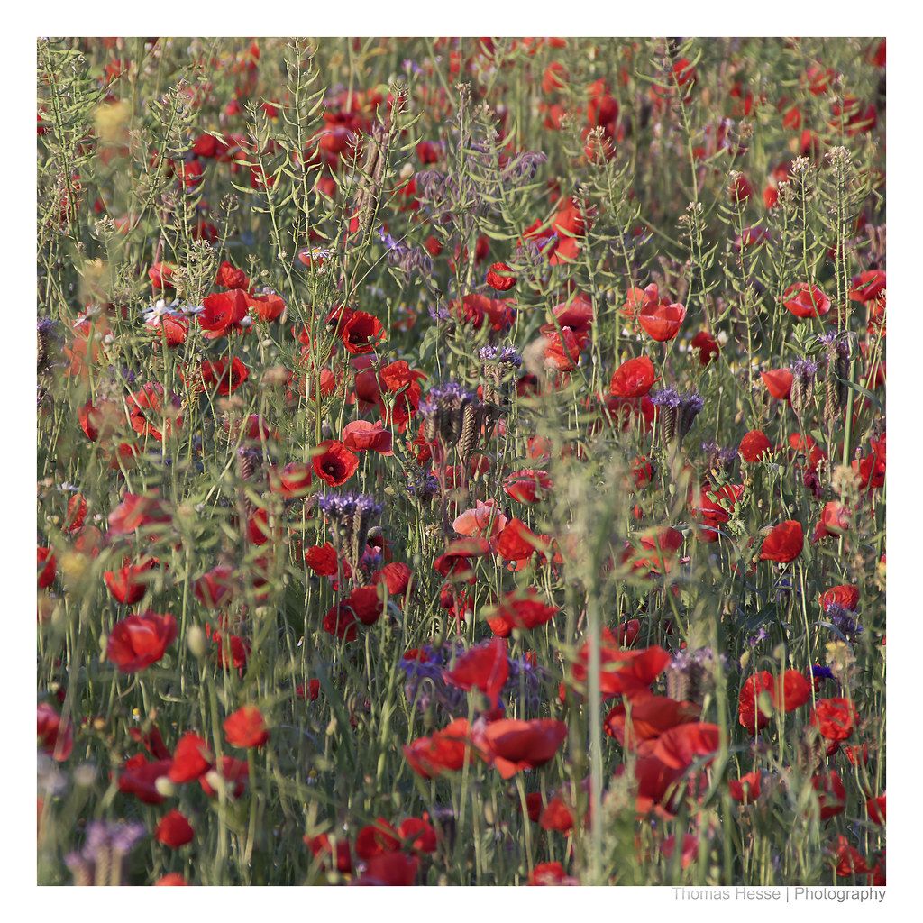 Campo di papaveri rossi, 1024x1024 HD, Desktop