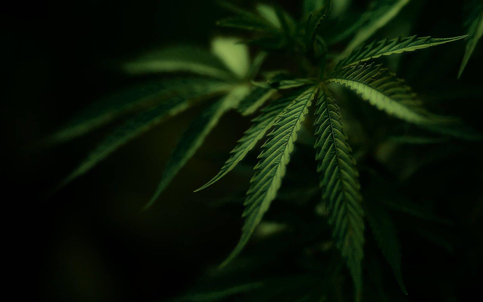 Foglia di cannabis su sfondo scuro, 1680x1050 HD Ready, Laptop
