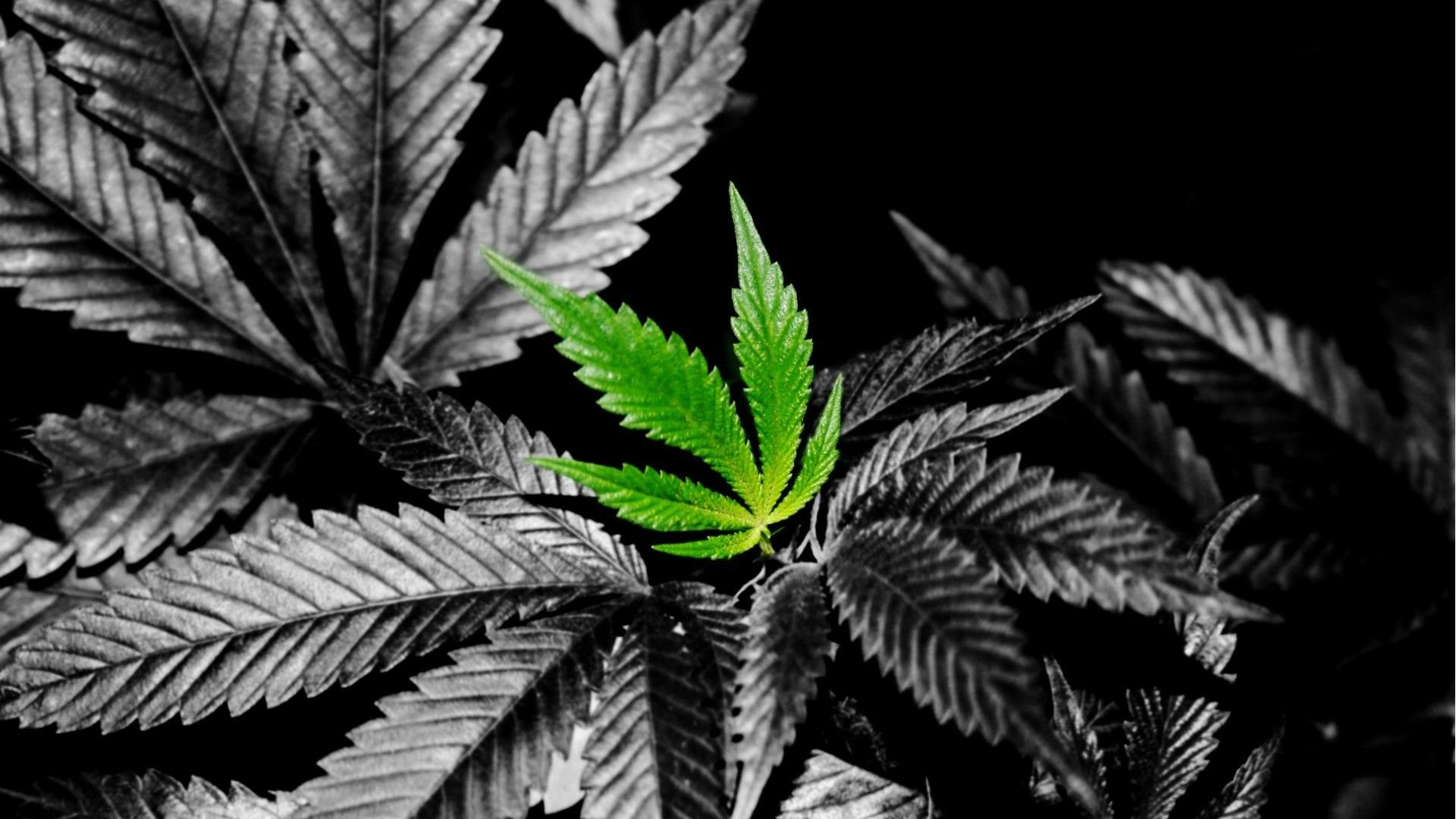 Foglia di cannabis verde spicca, 1920x1080 1080p, Desktop
