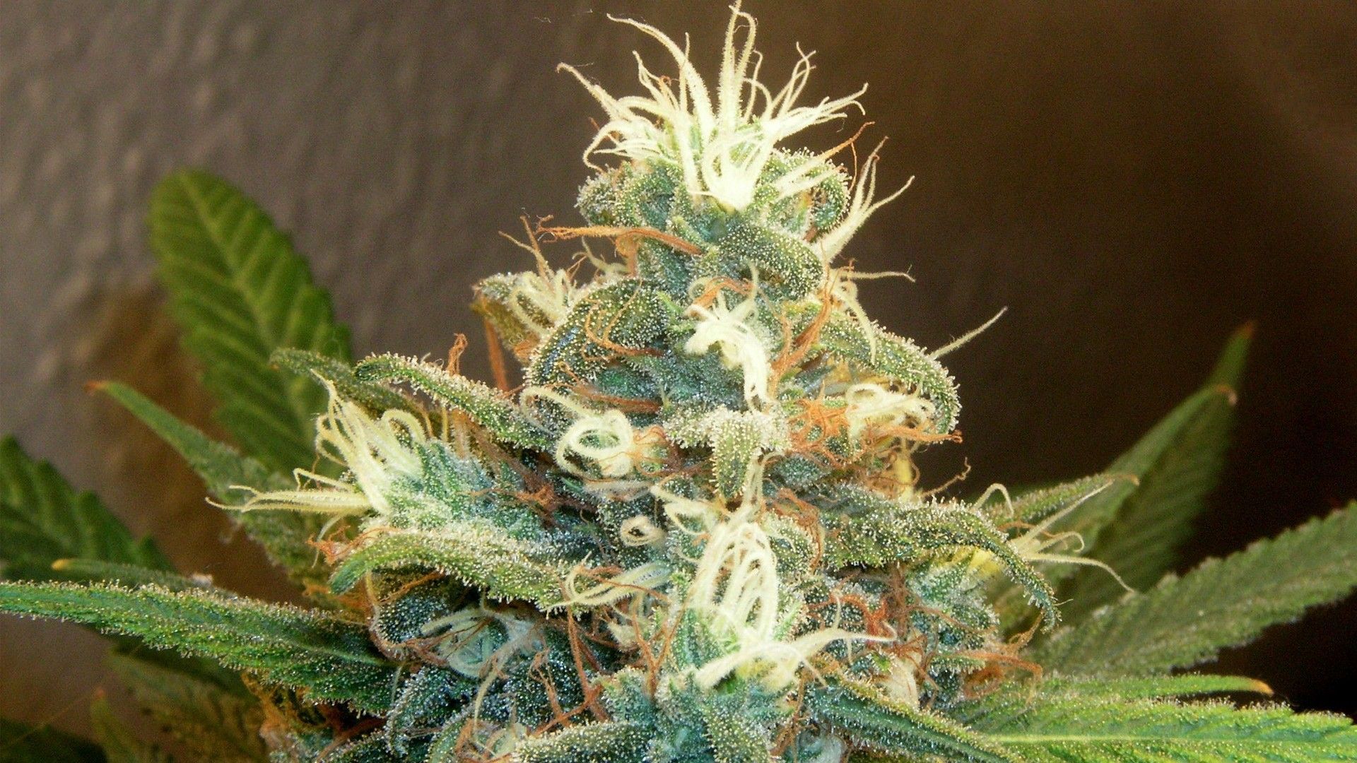 Fiore di cannabis in fiore, 1920x1080 Full HD 1080p, PC Desktop