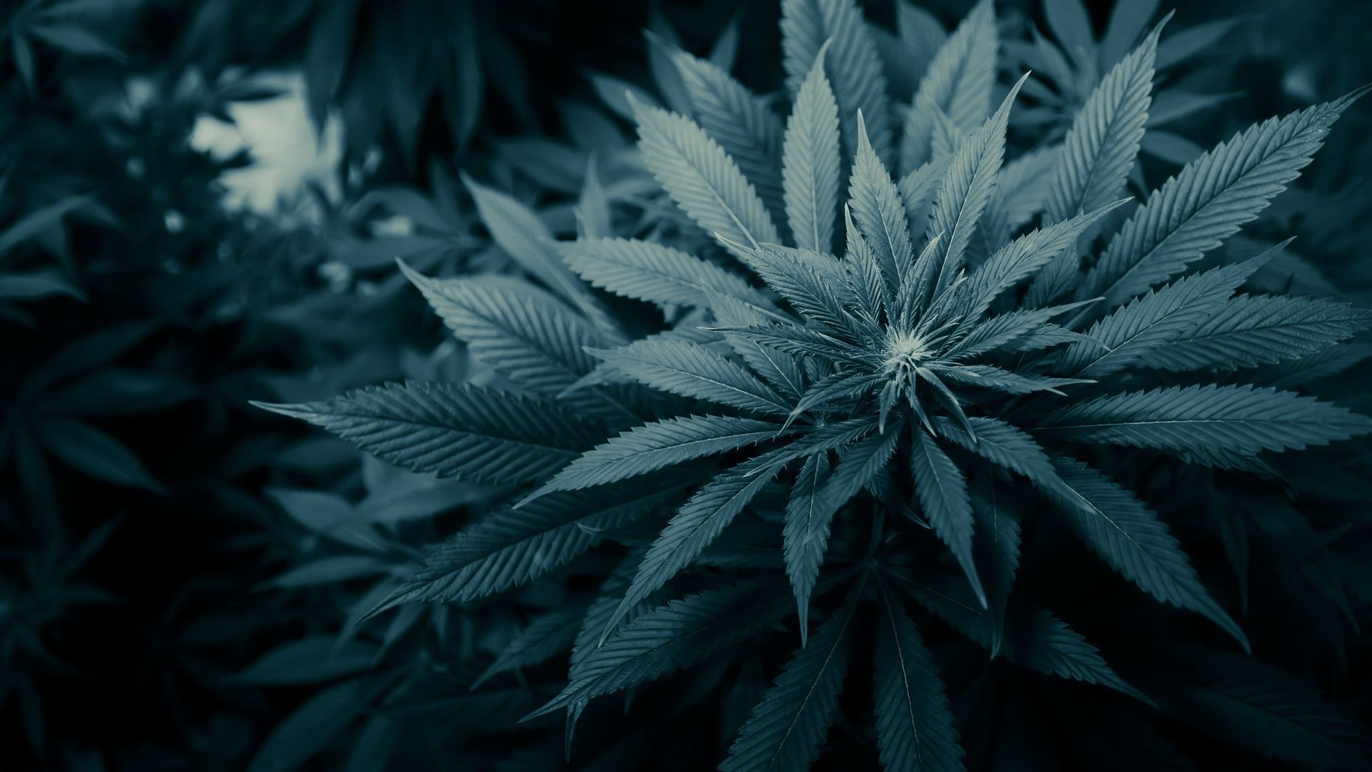 Pianta di cannabis blu scuro, 1920x1080 1080p, PC Desktop