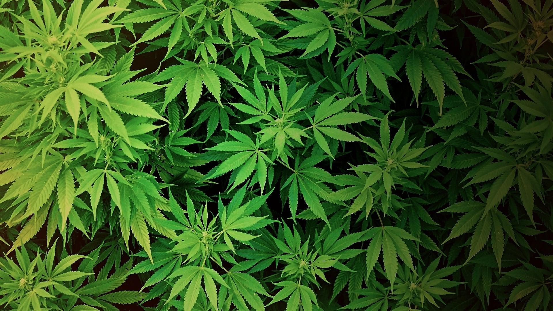 Foglie di cannabis verdi, 1280x1024 HD, Desktop