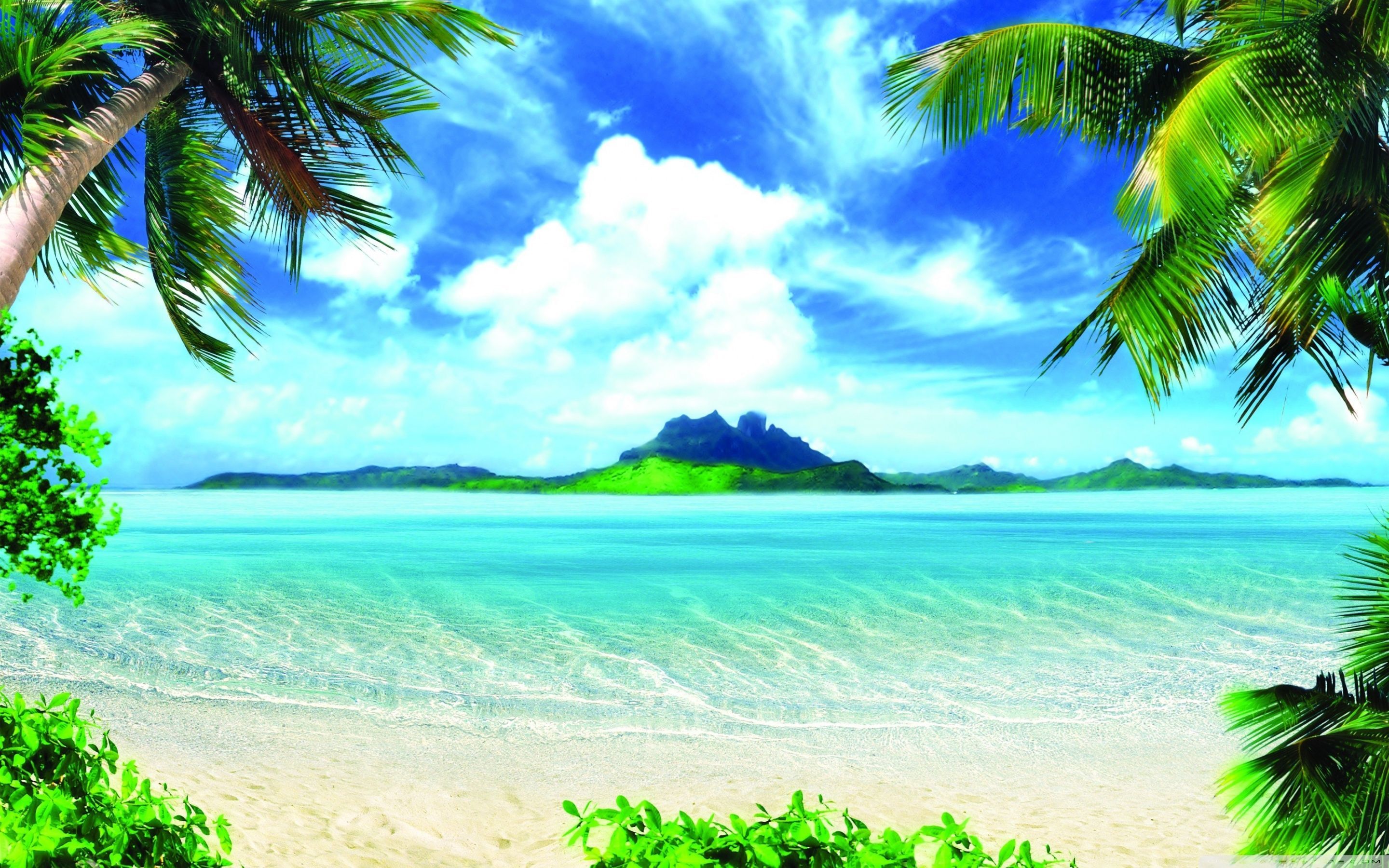 Spiaggia tropicale con palme, 2880x1800 WQXGA, PC