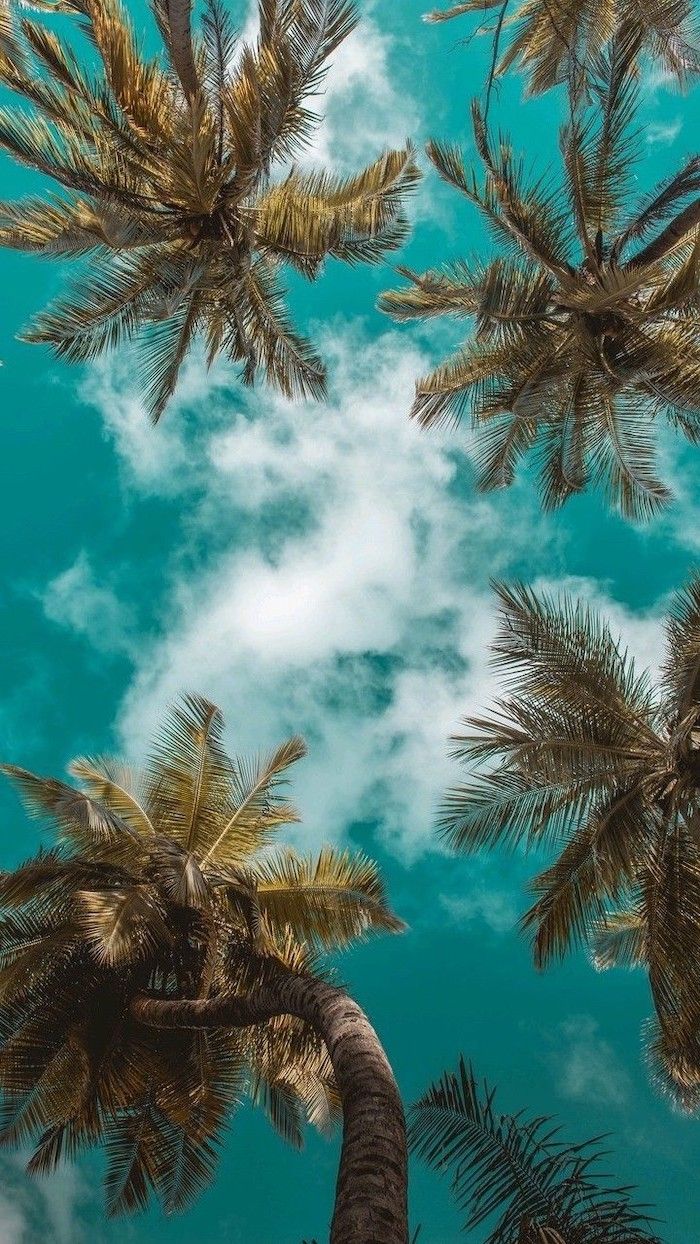 Palme e cielo turchese, 700x1244 Verticale, Telefono