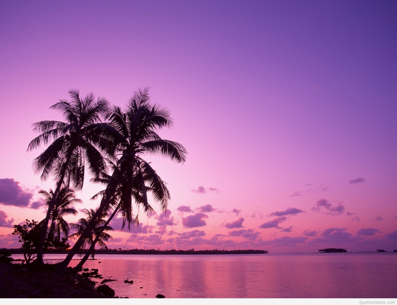 Palme al tramonto viola, 1600x1227 HD, PC