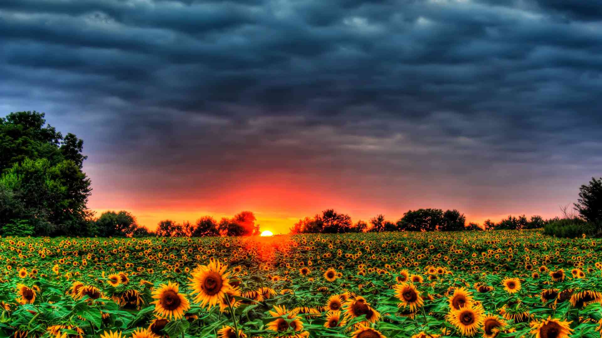 Campo di girasoli al tramonto, 1920x1080 Full HD 1080p, Laptop