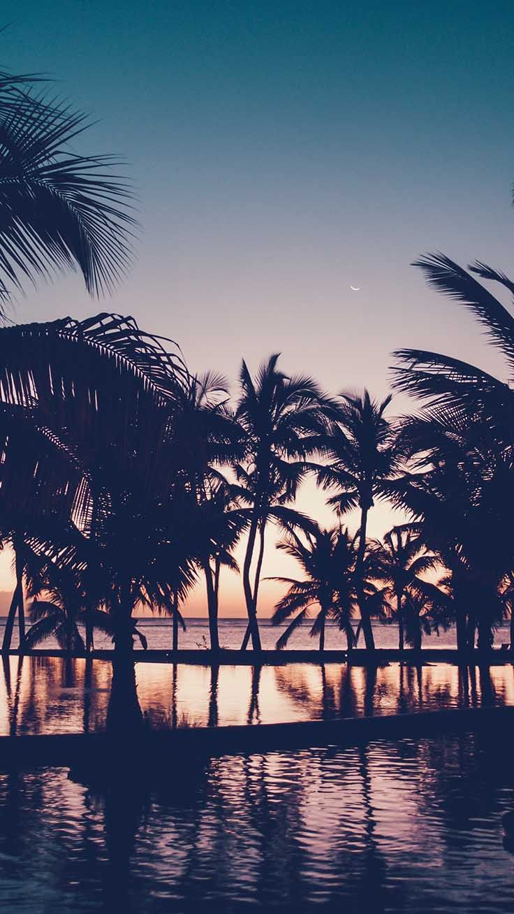 Palme al tramonto tropicale, 736x1308 Full HD Verticale, iPhone Pro