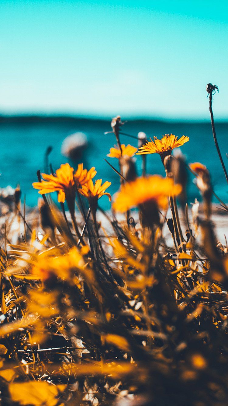 Campo di girasoli, 750x1334 Full HD Verticale, iPhone Pro Max