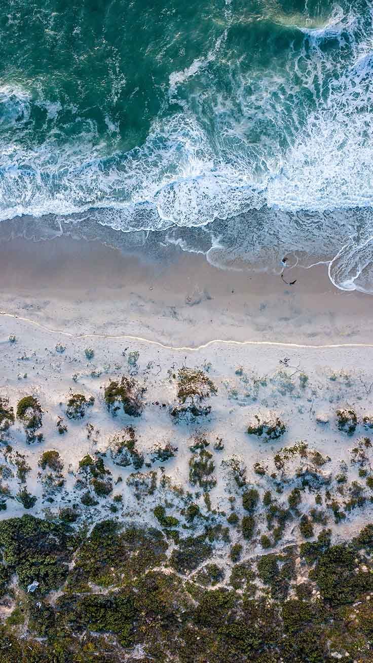 Fiori gialli spiaggia mare, 750x1334 Verticale, iPhone Pro