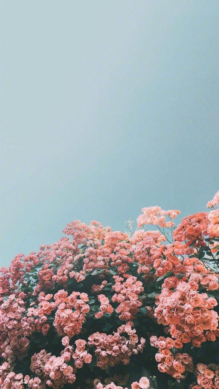 fiori rosa cielo azzurro, 736x1308 Full HD Verticale, iPhone Plus