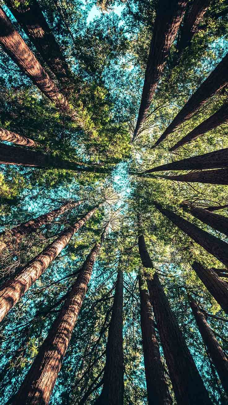 Alberi visti dal basso, foresta, sfondi iPhone, 736x1308 Verticale, iPhone Pro Max