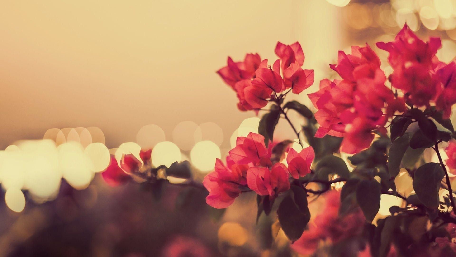 Fiori rossi vintage bokeh, 1920x1080 Full HD, PC Desktop