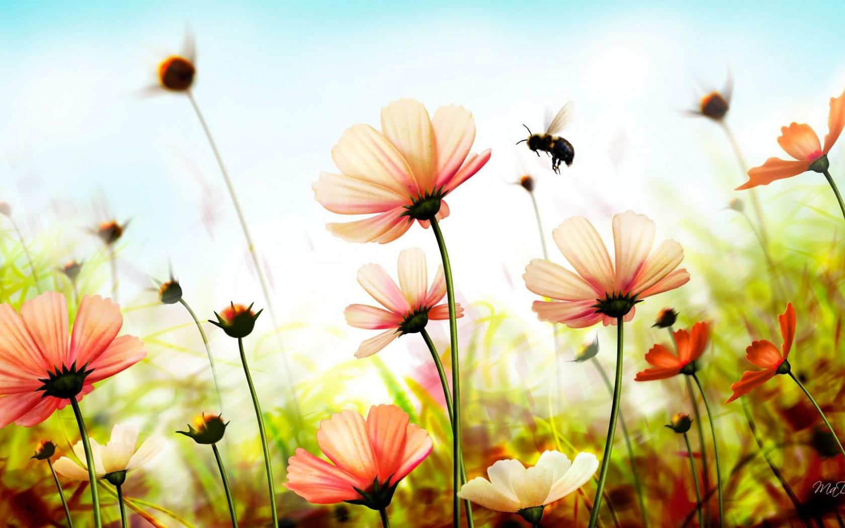 Fiori cosmos con ape, 1680x1050 900p, Desktop