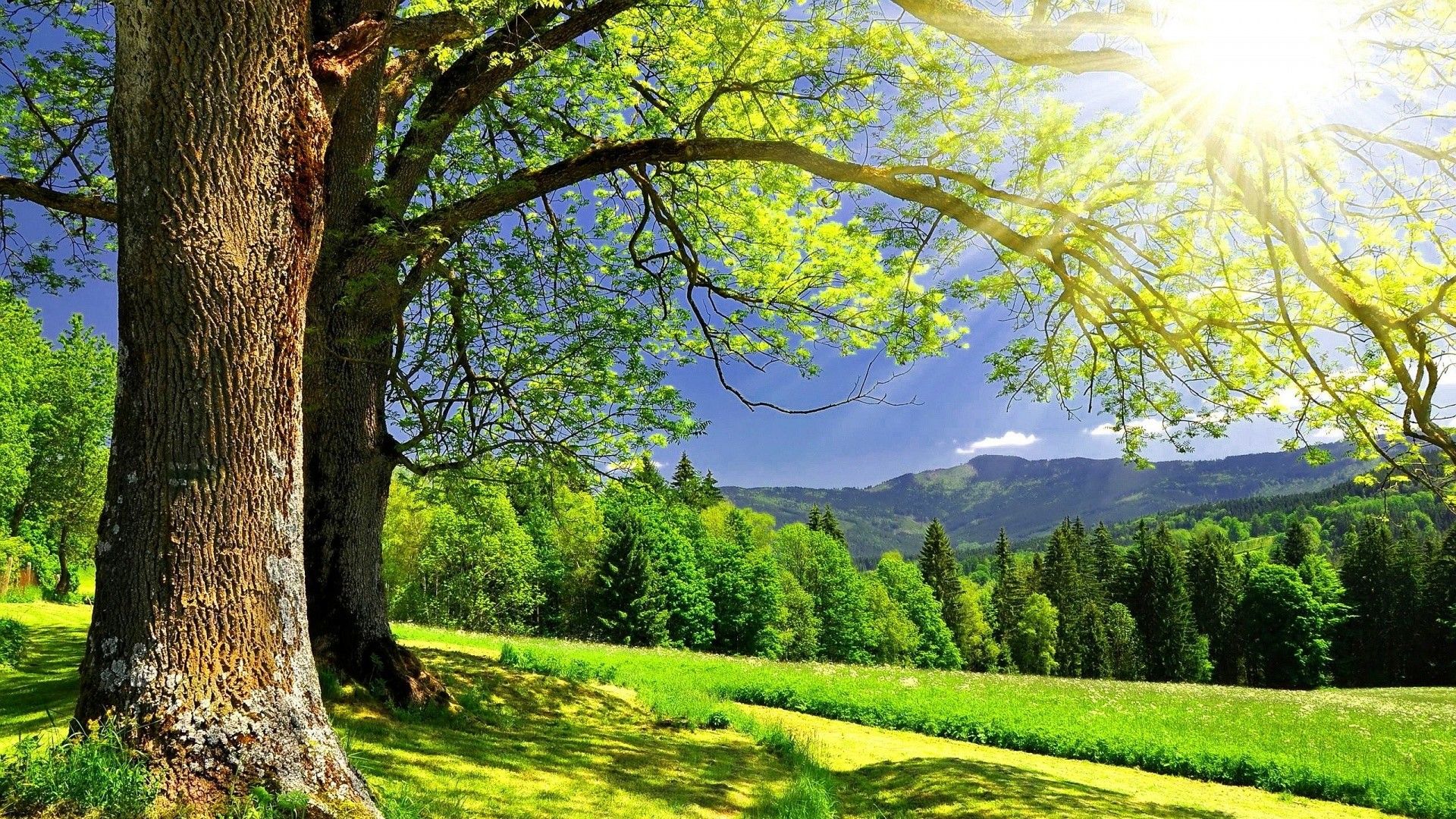 Albero verde estivo soleggiato, 1920x1080 Full HD, Desktop