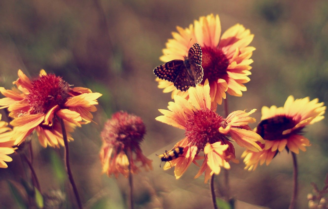 Farfalla su fiori arancioni, 1332x850 HD, Desktop