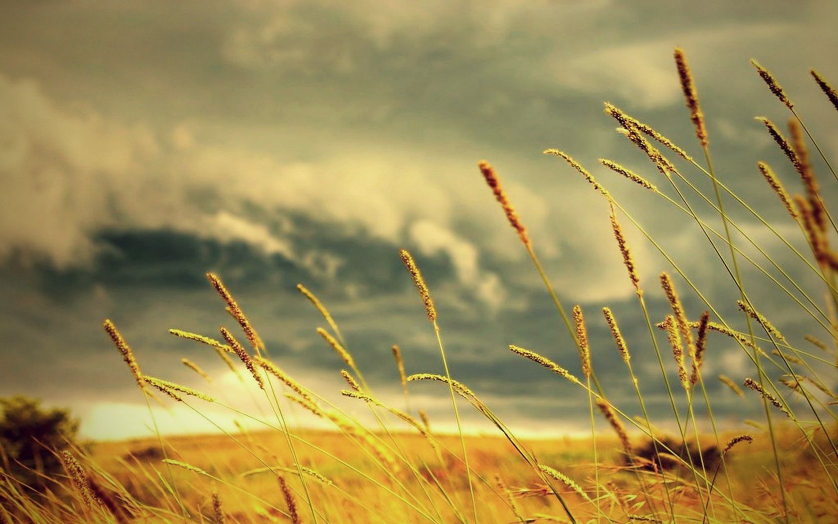 Spighe di grano al vento, 1680x1050 HD Ready, PC Desktop