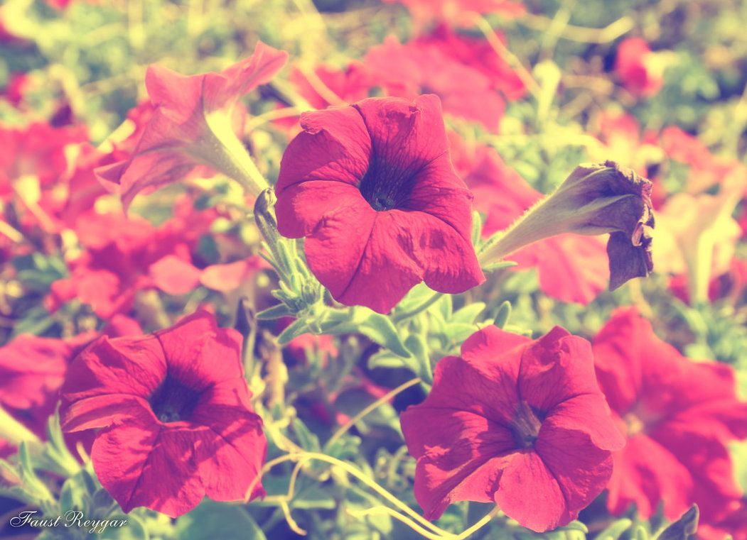 Petunie rosa vintage, 1051x761 HD, PC Desktop