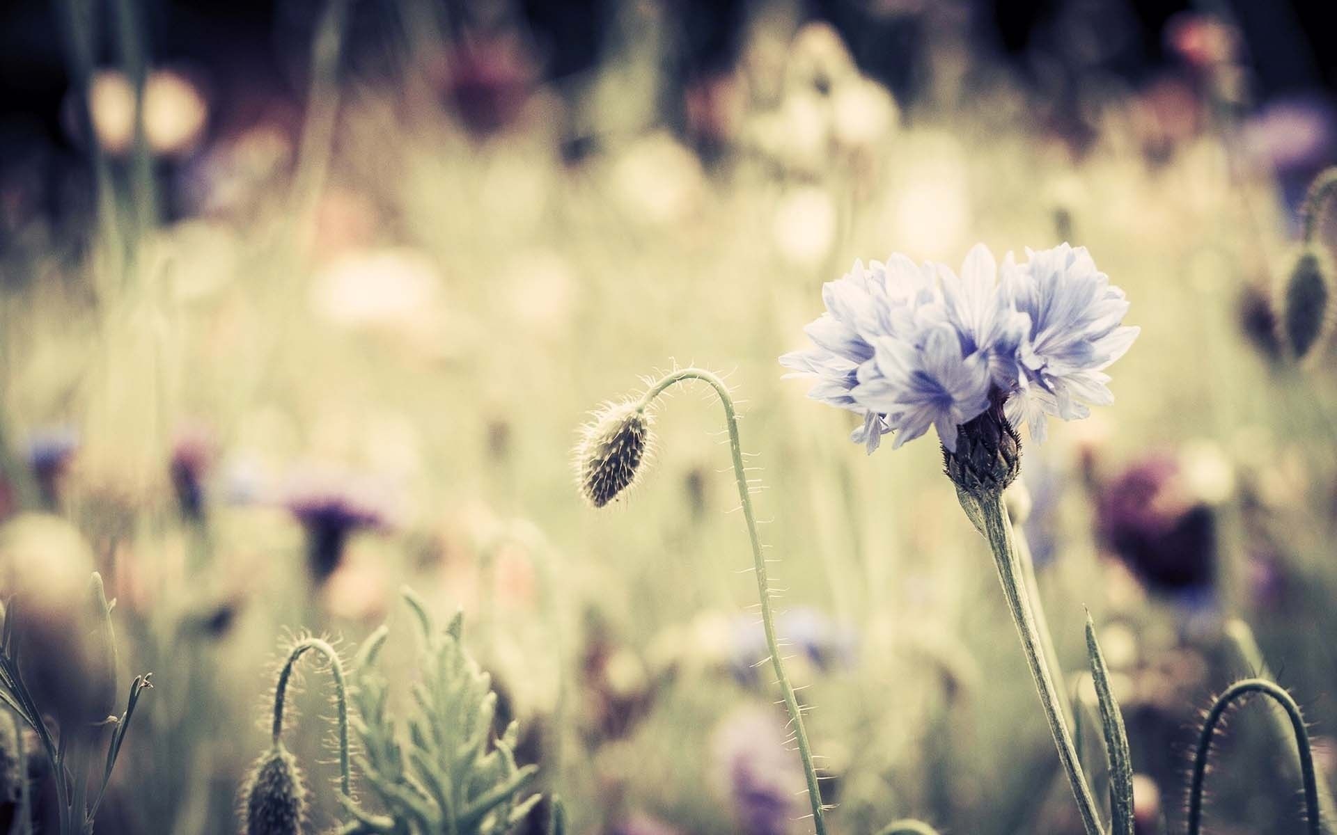 Fiori di campo vintage, 1920x1200 WUXGA, PC