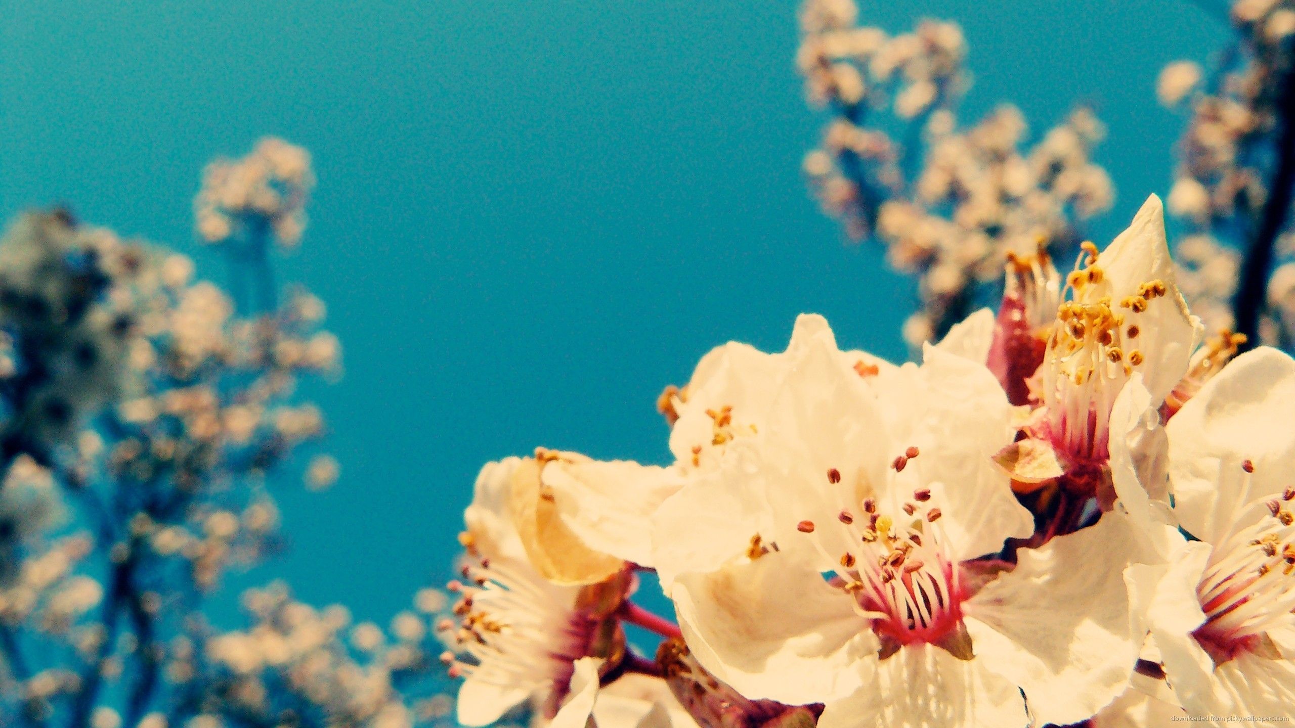 Fiori bianchi cielo azzurro, 2560x1440 2K QHD, Monitor Gaming