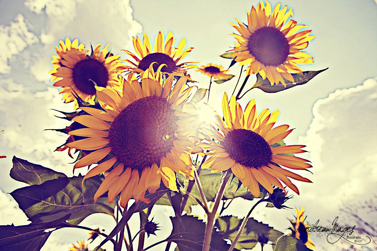 Girasoli vintage cielo nuvoloso, 1200x800 HD, PC Desktop