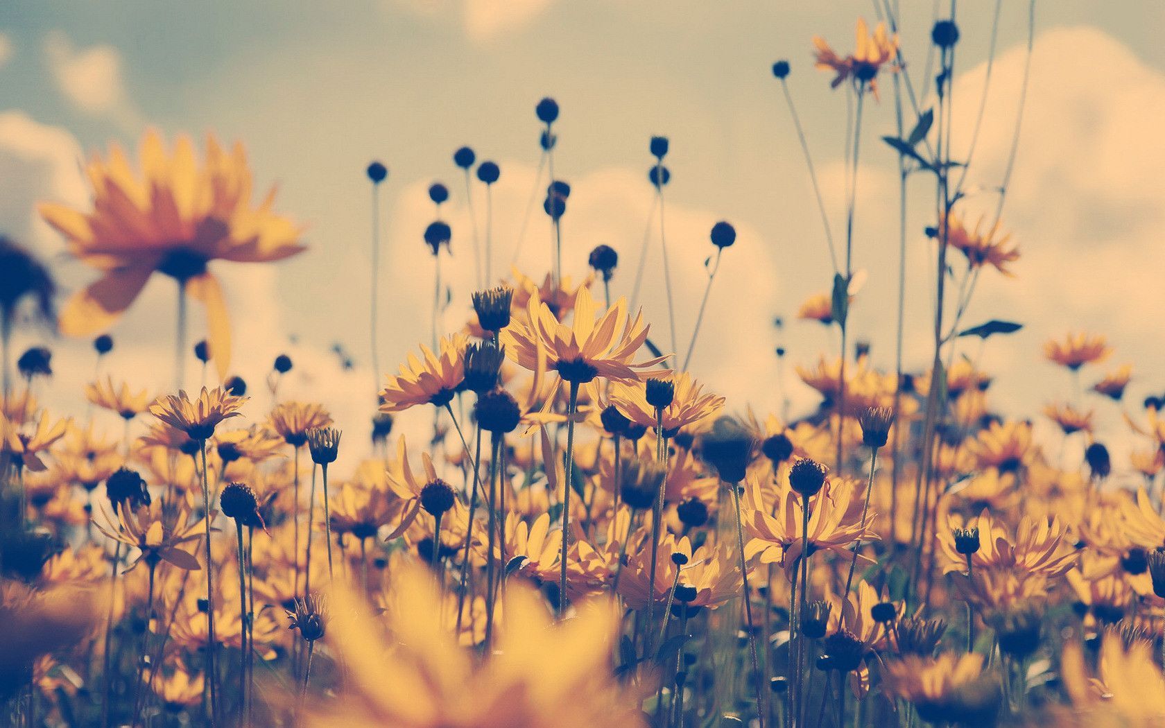 Girasoli vintage in campo, 1680x1050 HD, PC