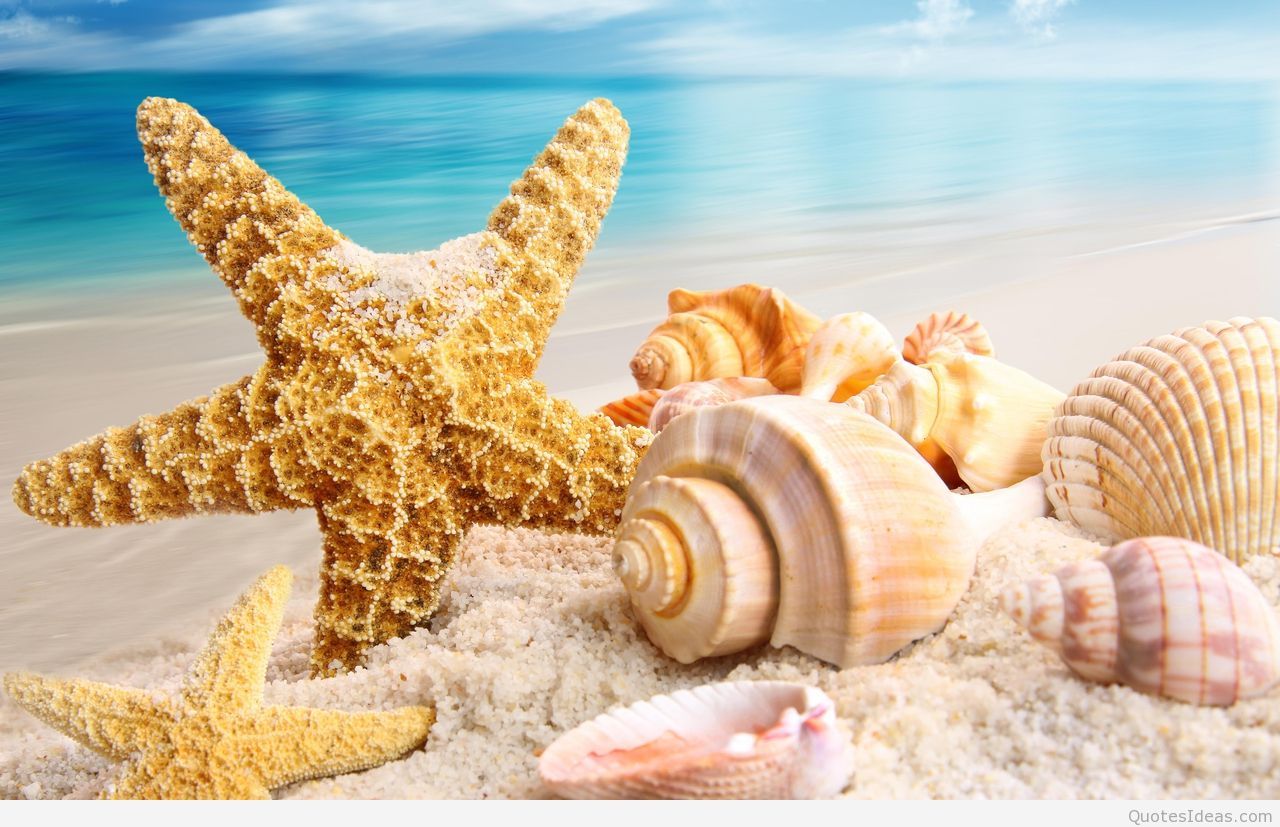 Spiaggia soleggiata con pini, 2048x1361 Hi-Res, PC