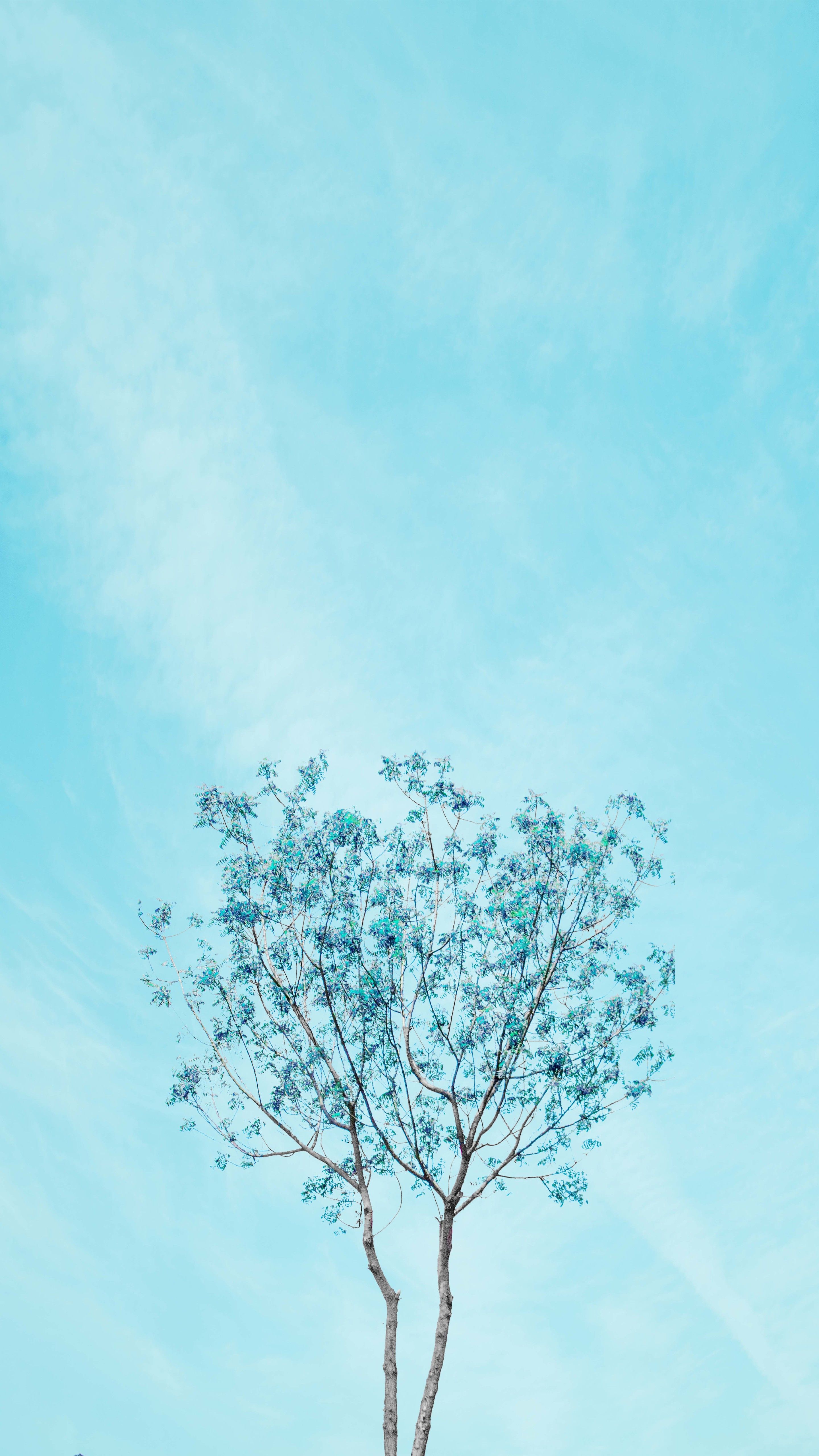 Albero contro cielo azzurro, 2880x5120 Verticale, Mobile