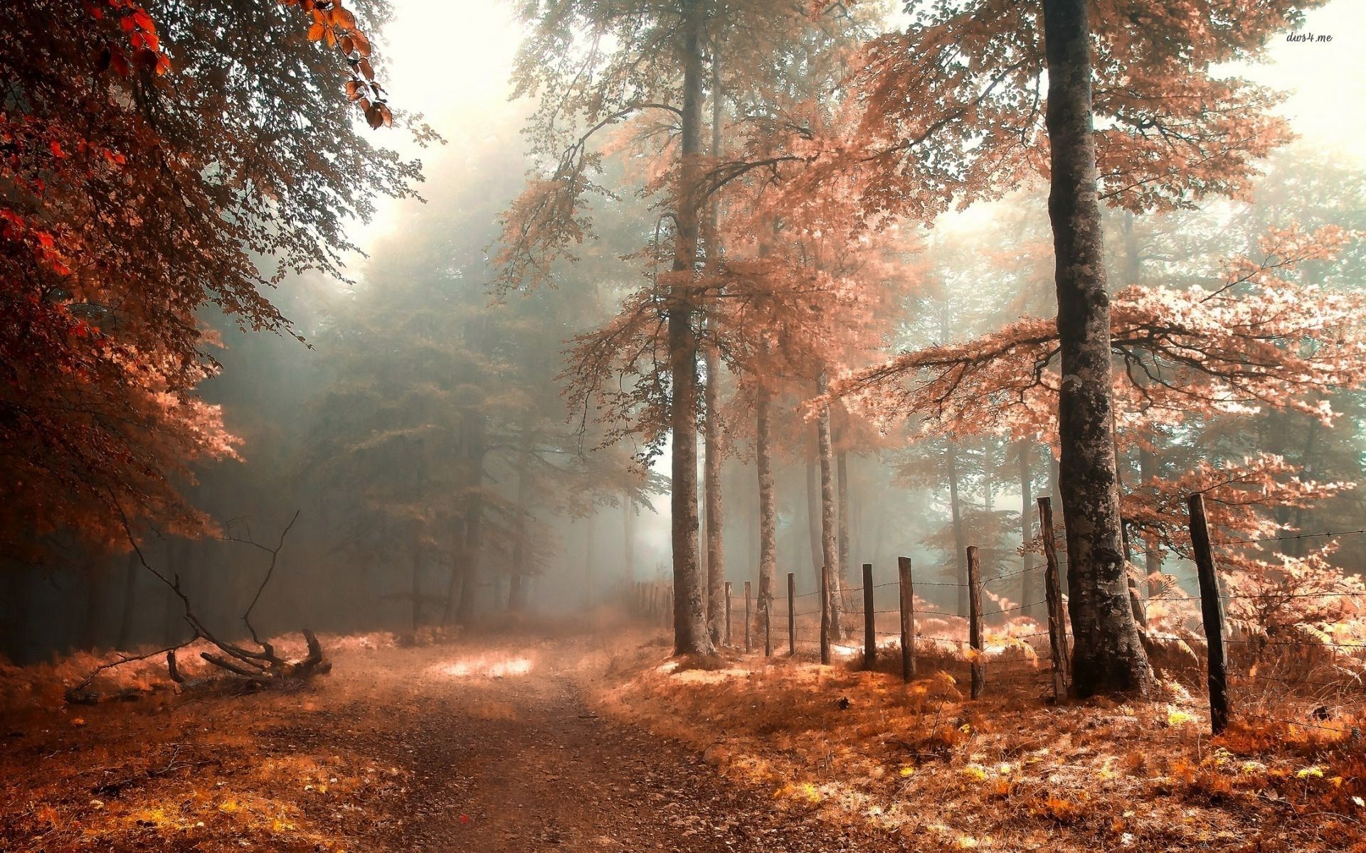 Sentiero autunnale nella foresta nebbiosa, 1920x1200 Full HD+, PC Desktop
