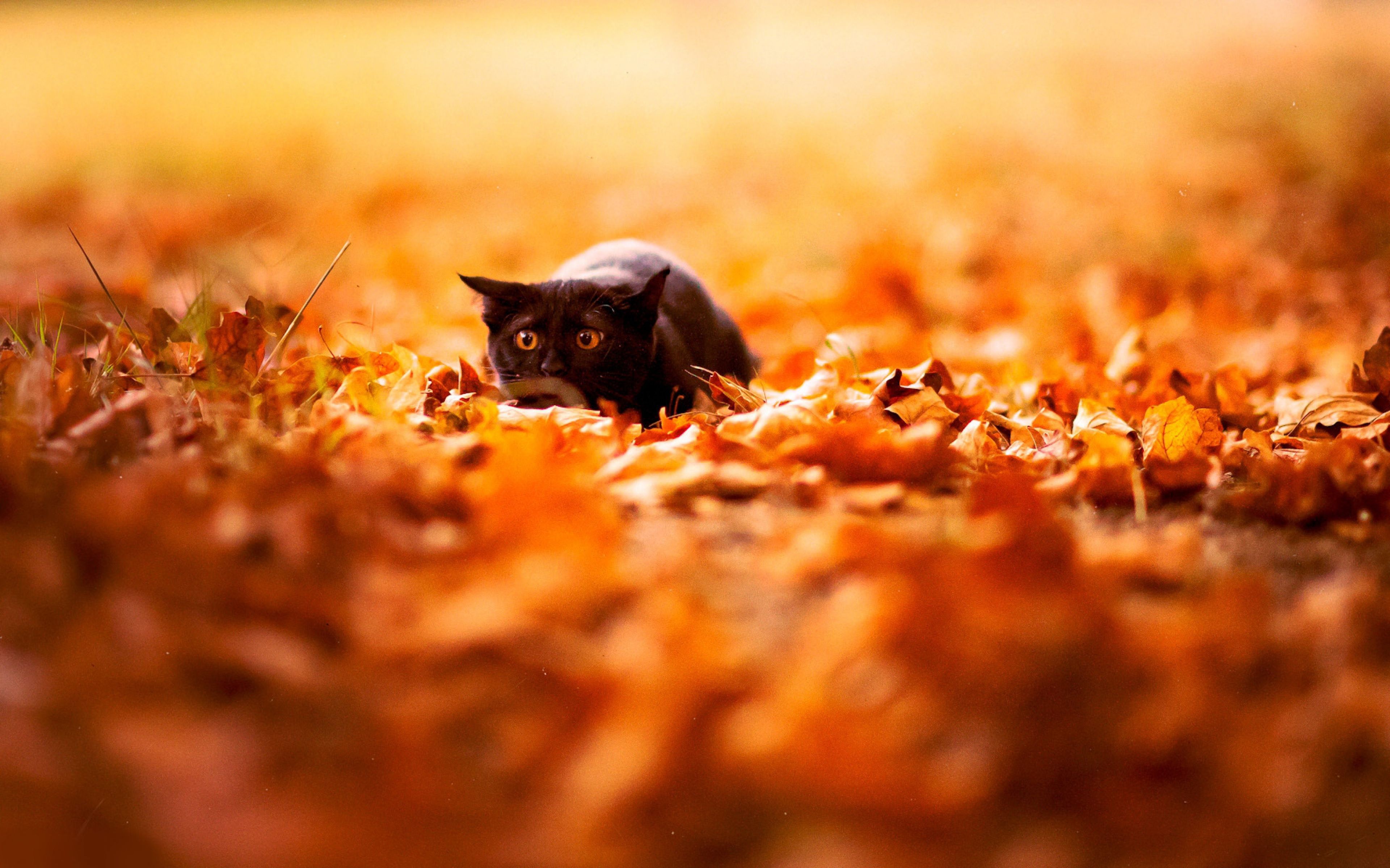 Gatto nero tra foglie autunnali, 3840x2400 Ultra HD, PC