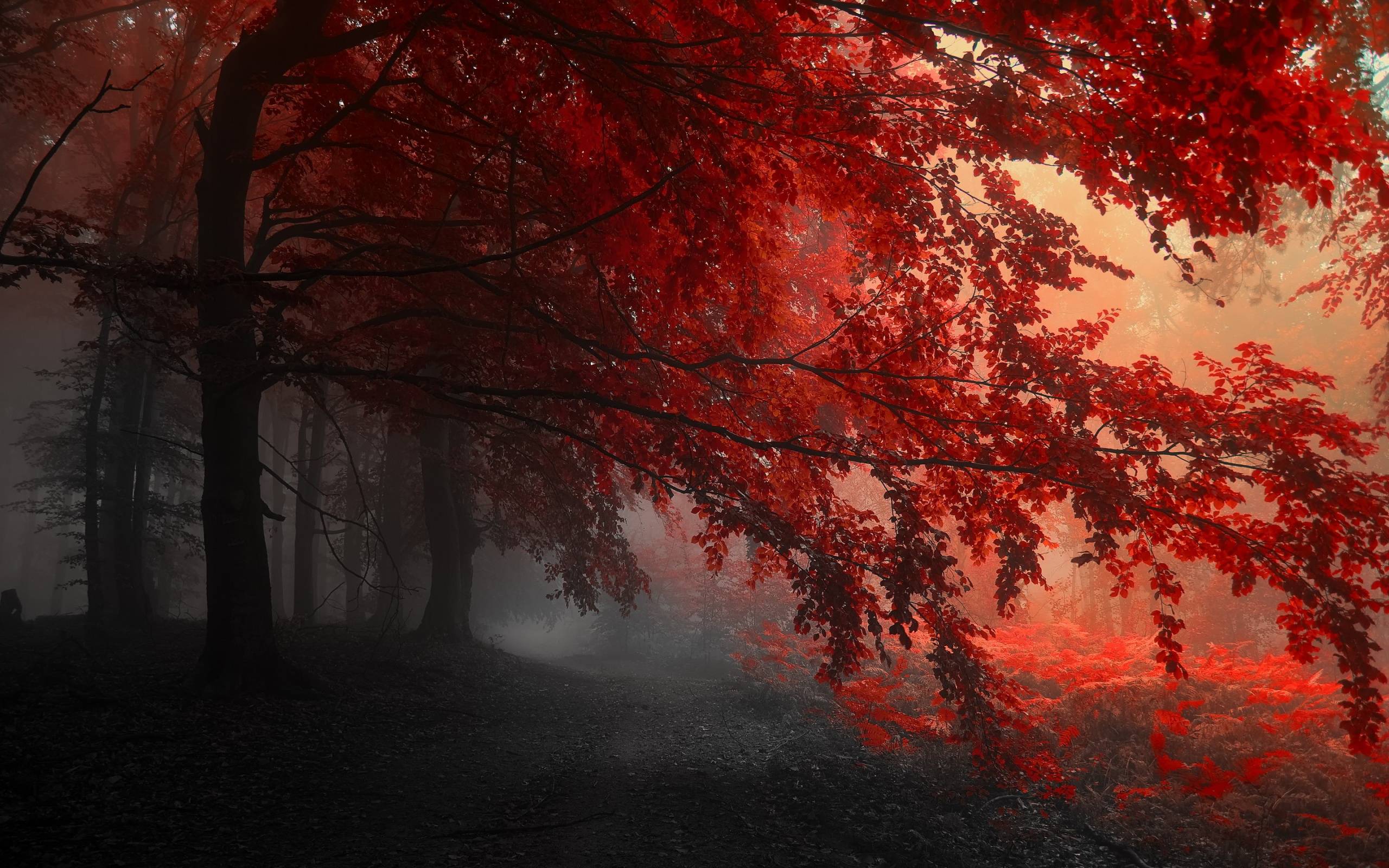 Foresta autunnale con nebbia rossa, 2560x1600 2K+, PC Desktop