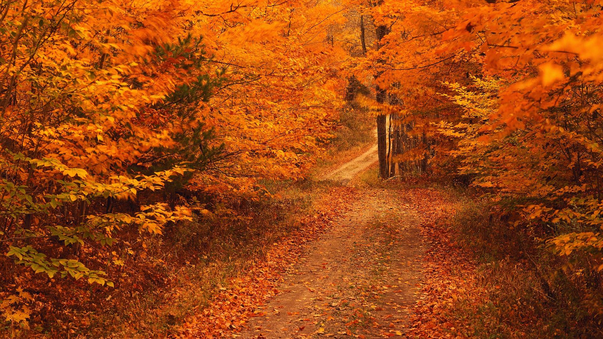 Sentiero nel bosco autunnale, 1920x1080 Full HD 1080p, Desktop