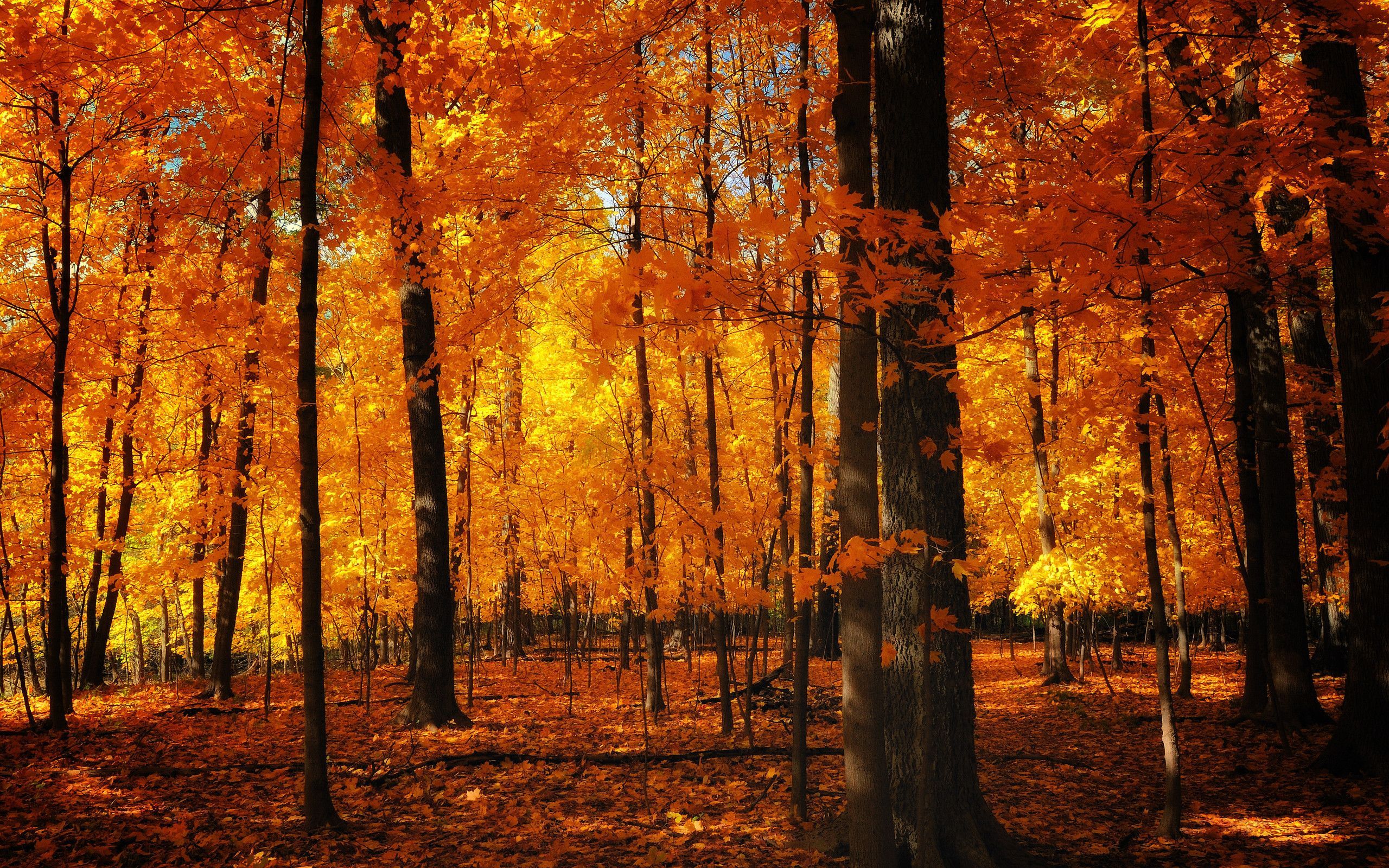 Foresta autunnale foglie arancioni, 2560x1600 WQXGA, Desktop