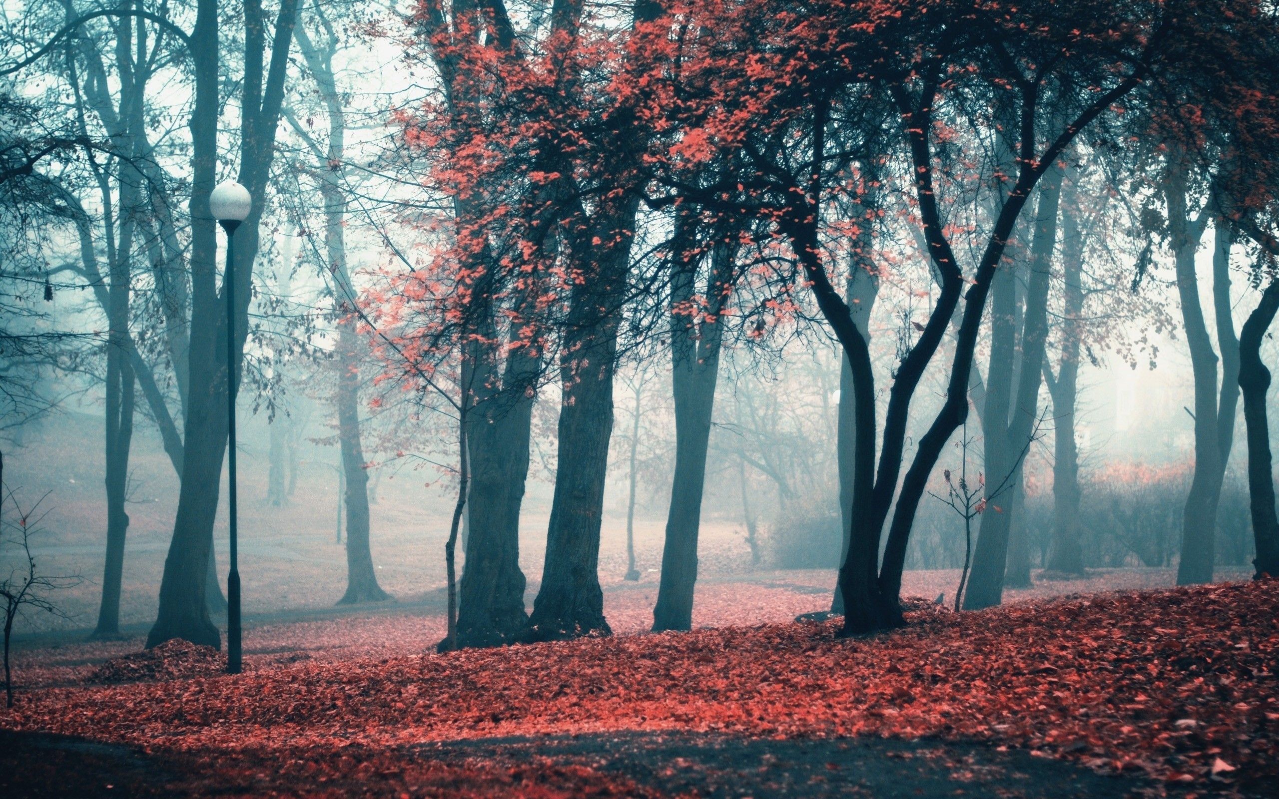 Parco autunnale nebbioso con foglie rosse, 2560x1600 2K+, PC