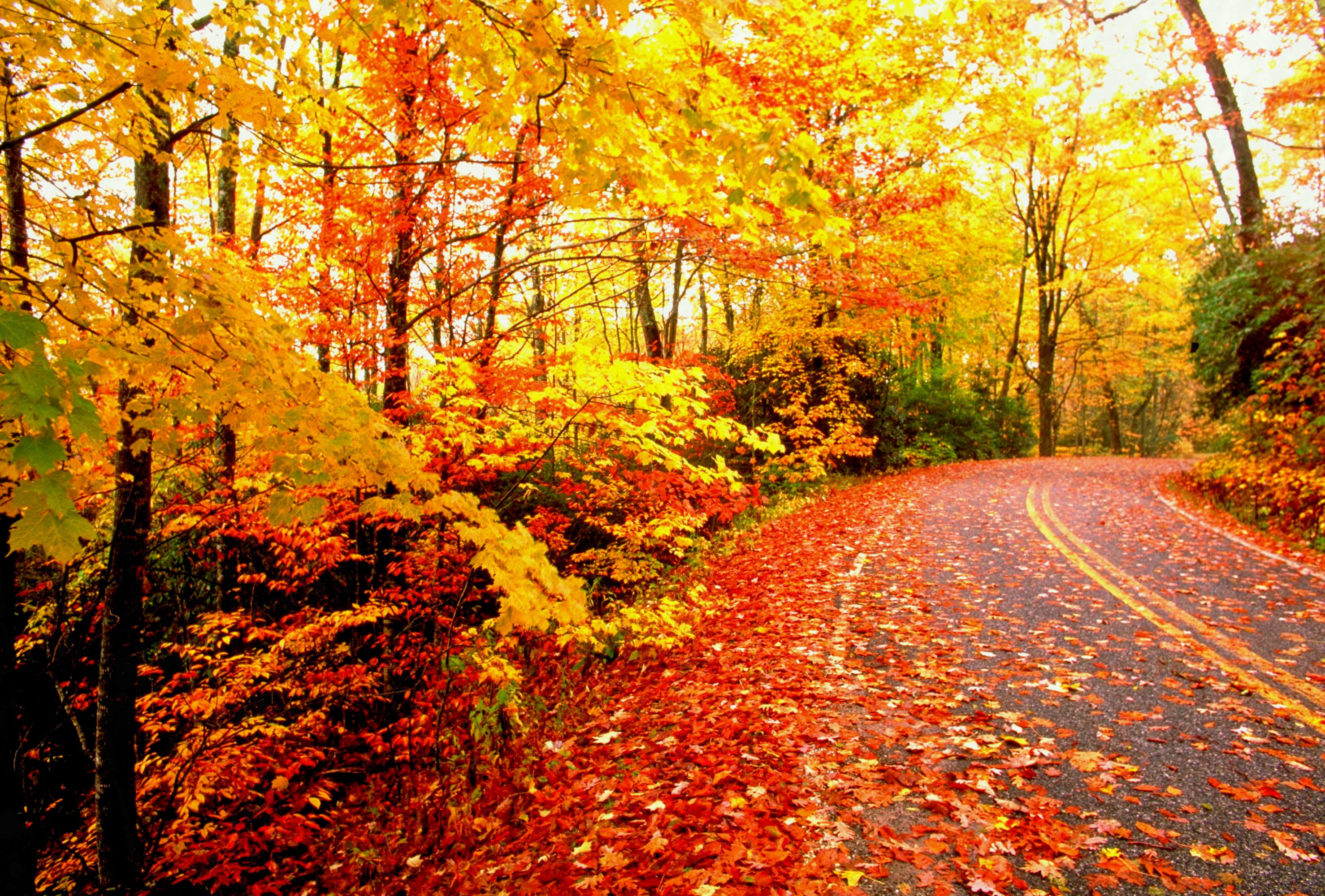 Estetica Autunnale per Desktop, 5120x2880 4K Ultra HD, Desktop