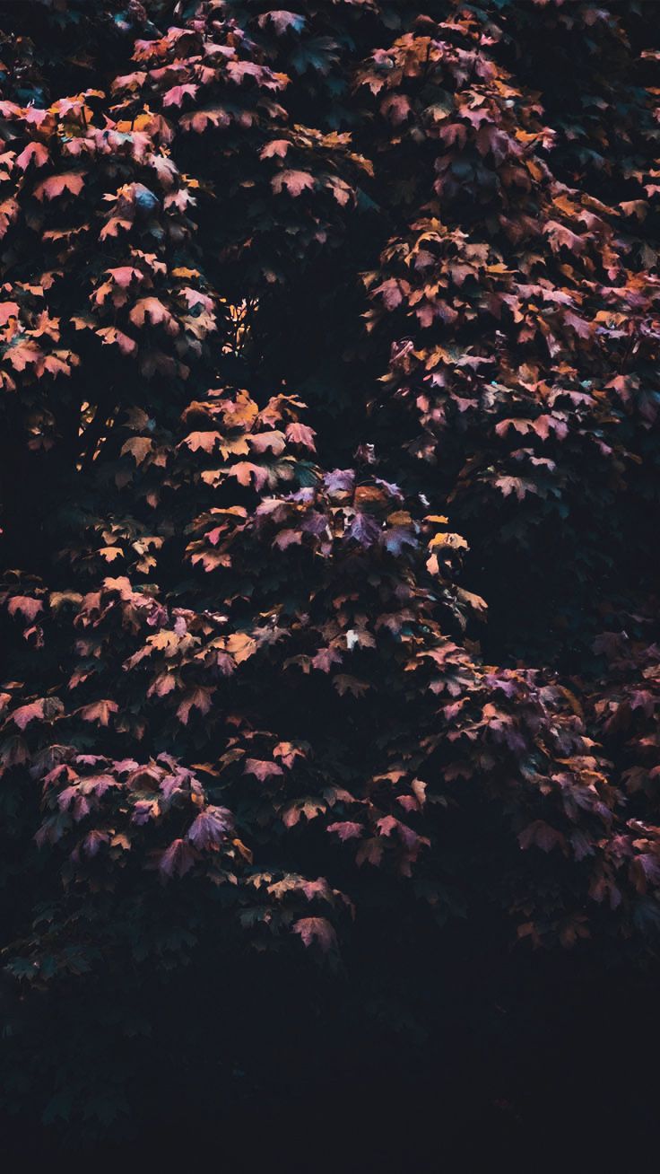 Estetica Autunnale per Desktop, 2560x1600 WQXGA, PC Desktop