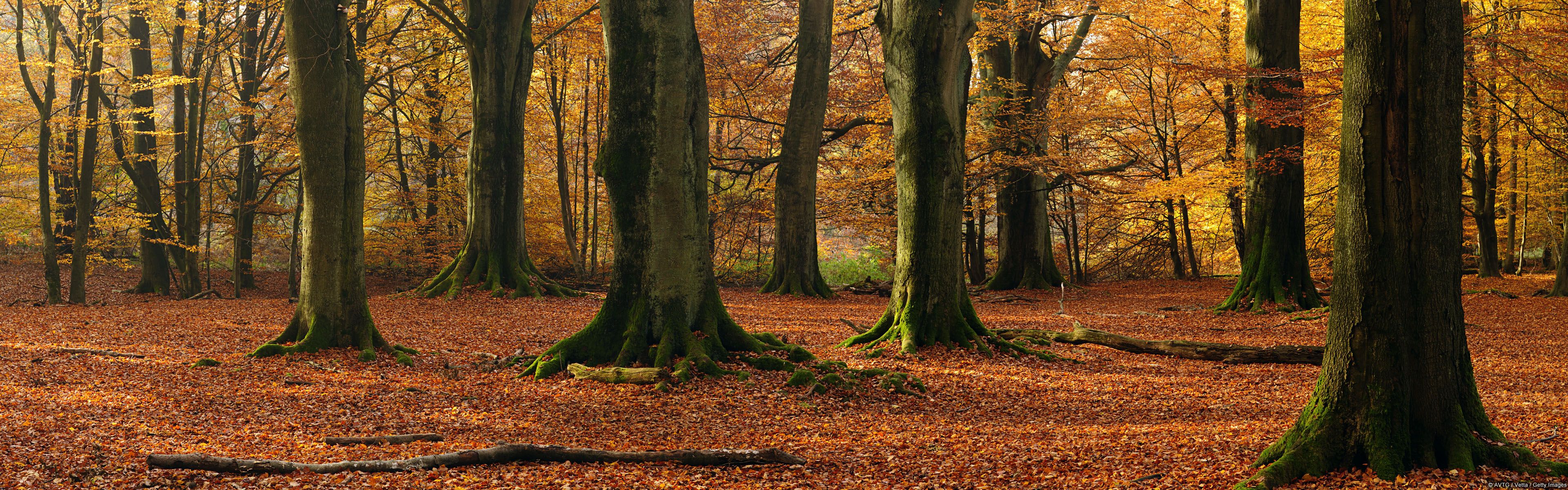 Foresta autunnale foglie dorate, 3840x1200 Ultrawide, PC