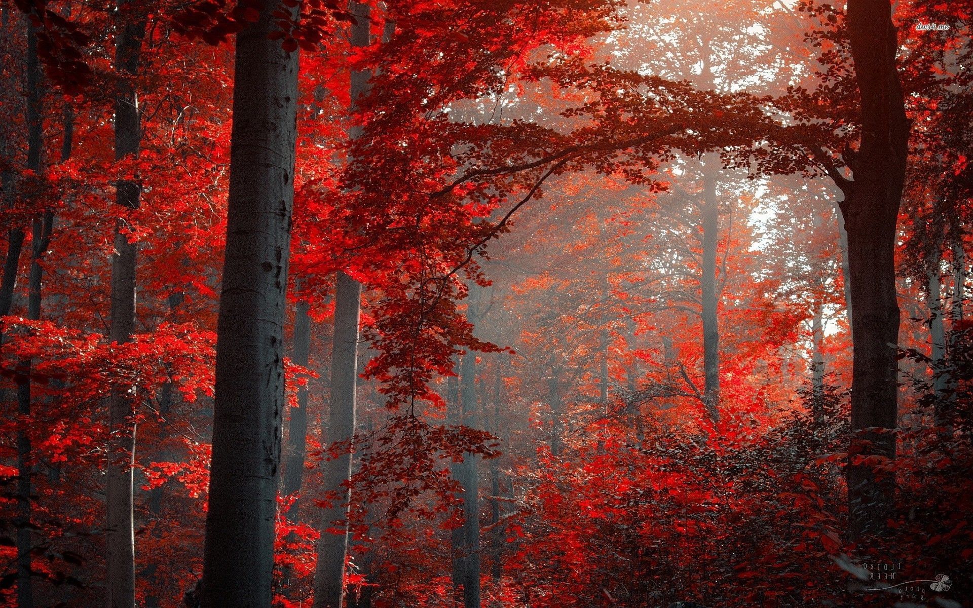 Foglie autunnali rosse su sfondo scuro, 736x1308 Full HD Verticale, iPhone