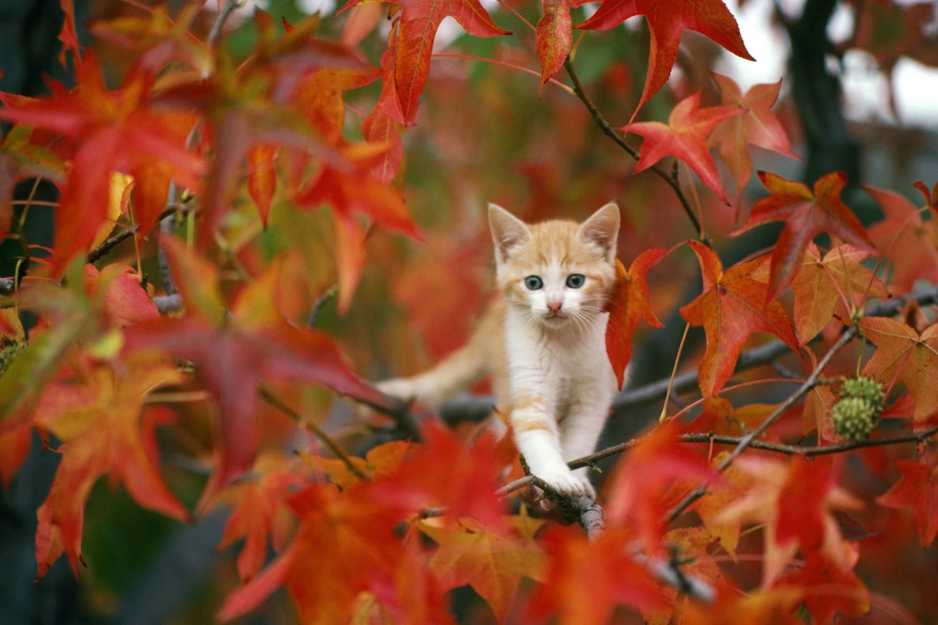 Gattino su ramo autunnale, 1920x1280 Full HD+, PC Desktop