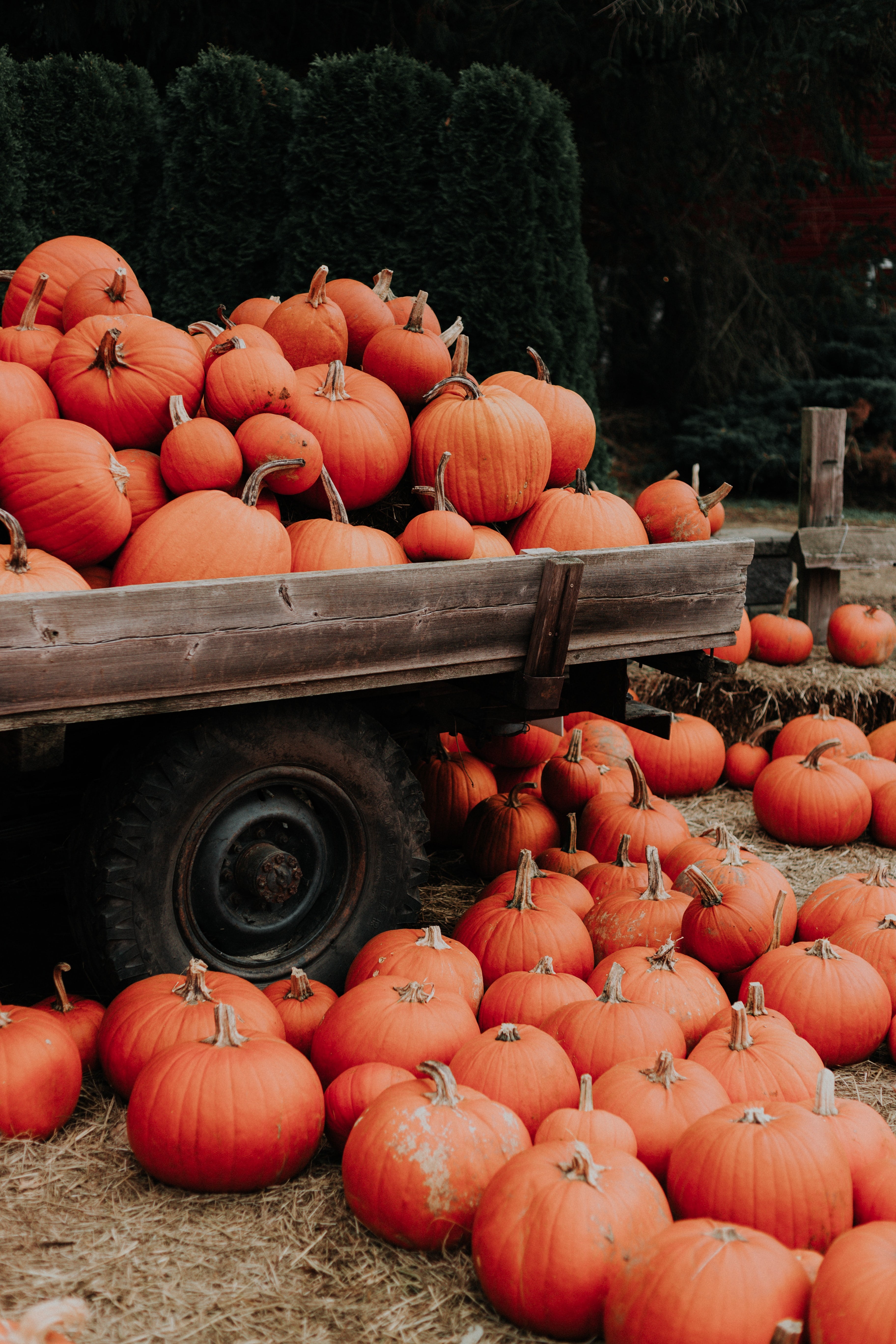 Zucche arancioni carro autunnale, 3648x5472 Full HD Verticale, Smartphone
