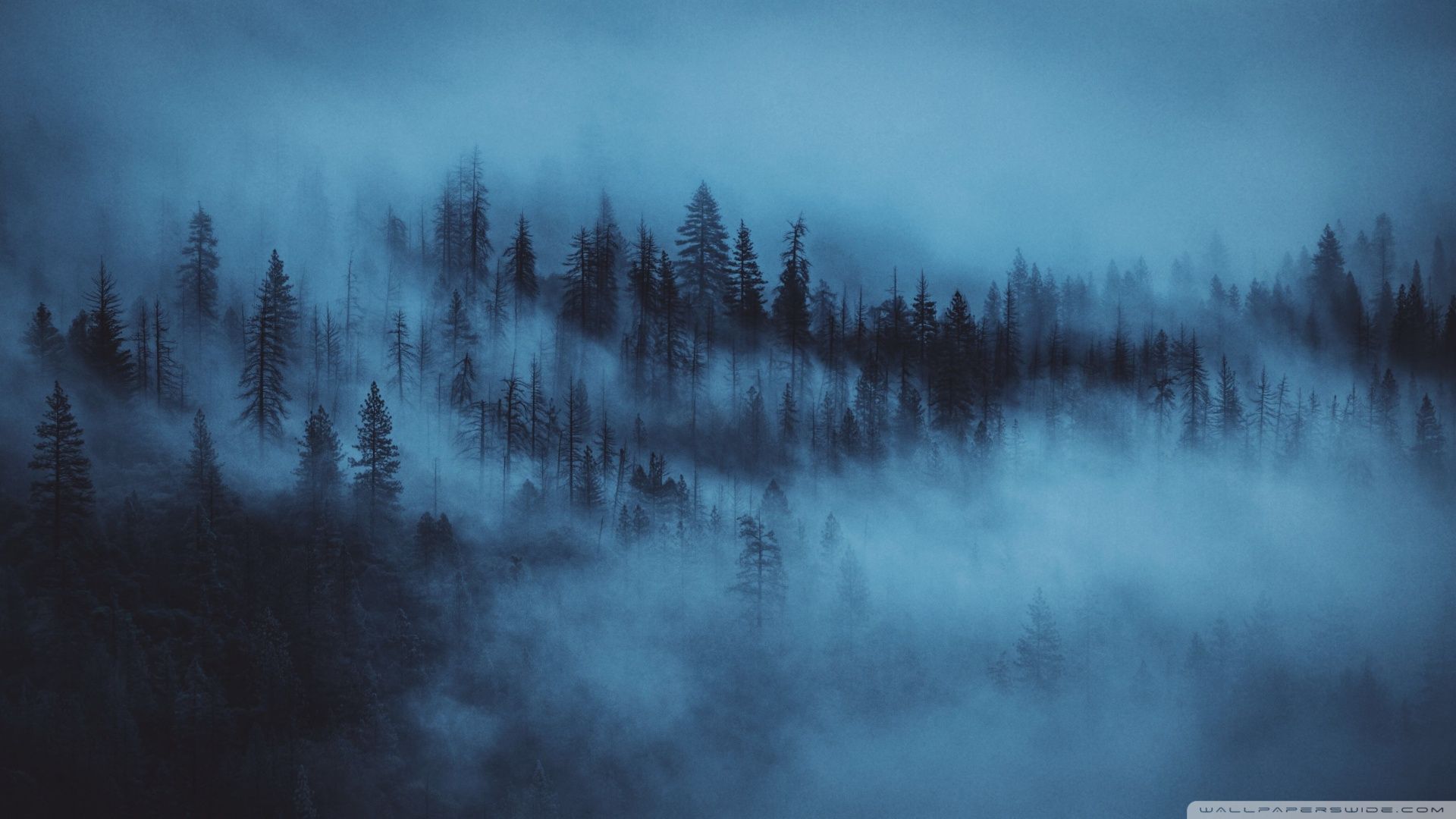 Foresta nebbiosa blu scuro, 1920x1080 1080p, PC