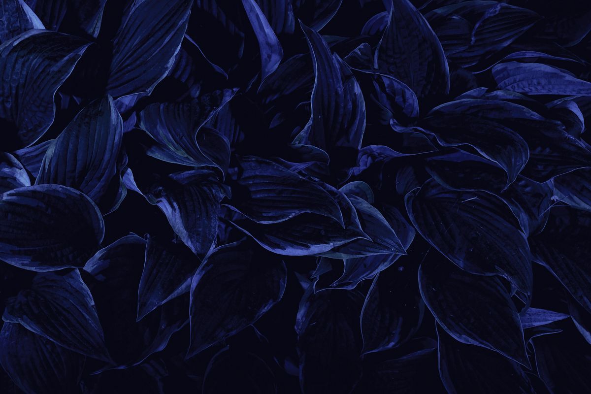Foglie blu scuro, 1200x800 HD, PC