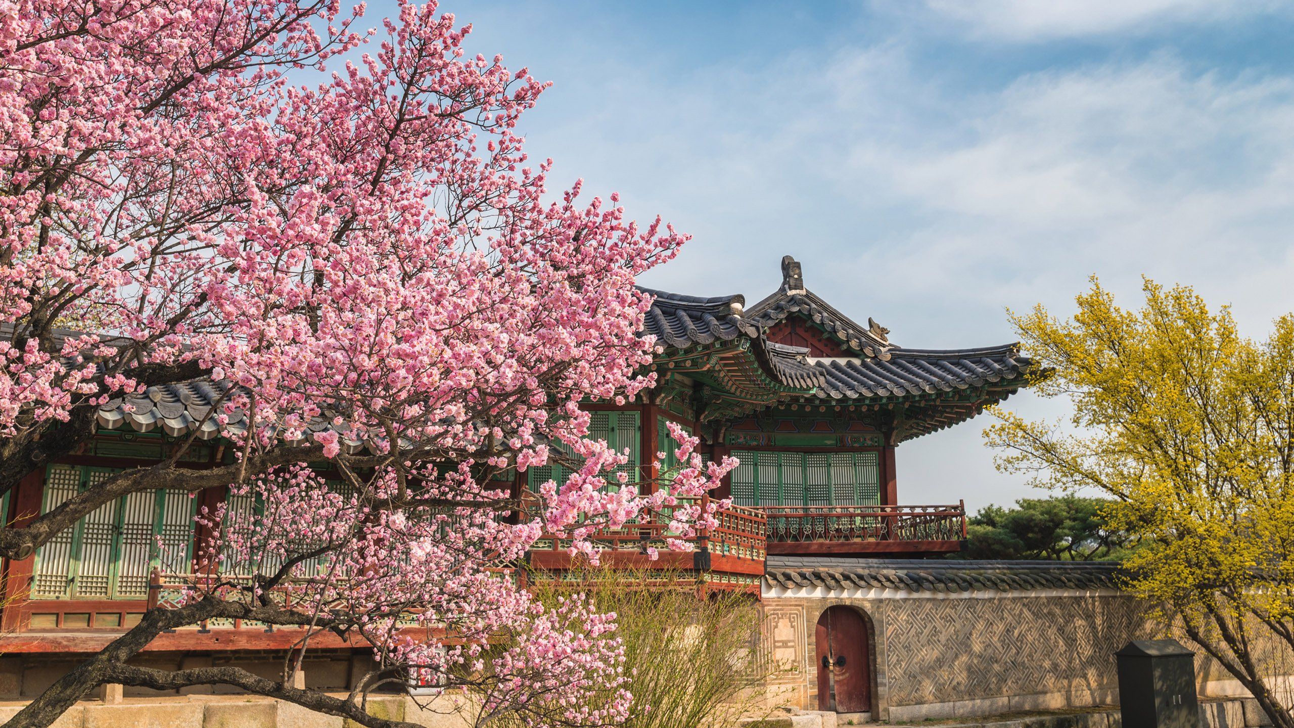 Ciliegi in fiore hanok coreano, 2560x1440 2K QHD, PC