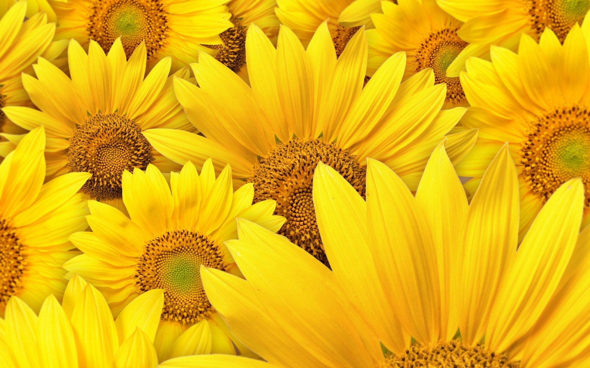 Girasoli gialli in fiore, 1920x1200 WUXGA, PC