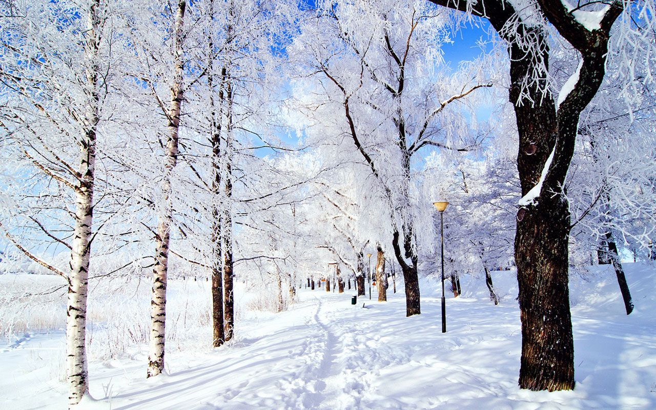 Sentiero innevato tra alberi, 1280x800 HD, Desktop