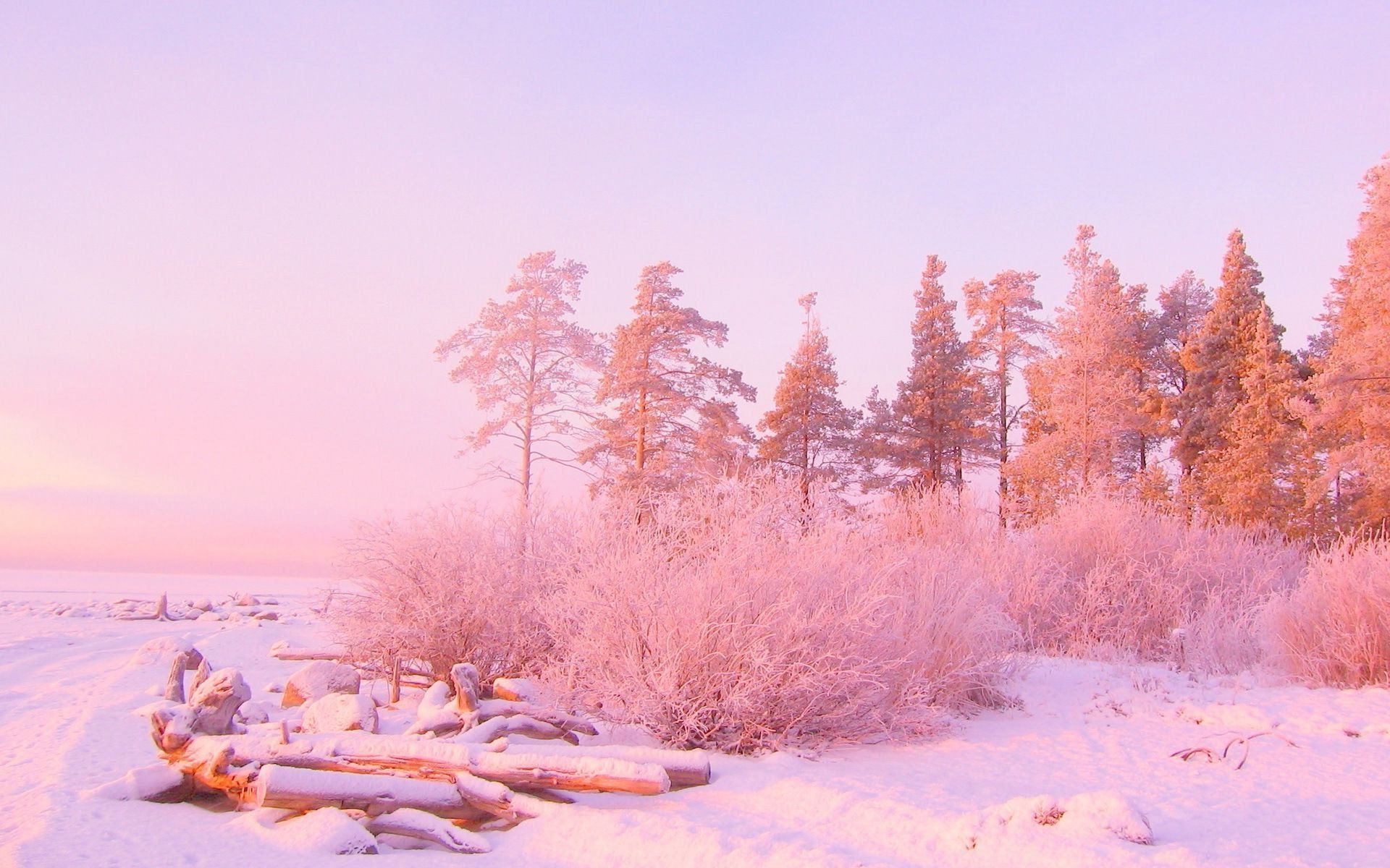 Foresta innevata alba rosa, 1920x1200 WUXGA, PC