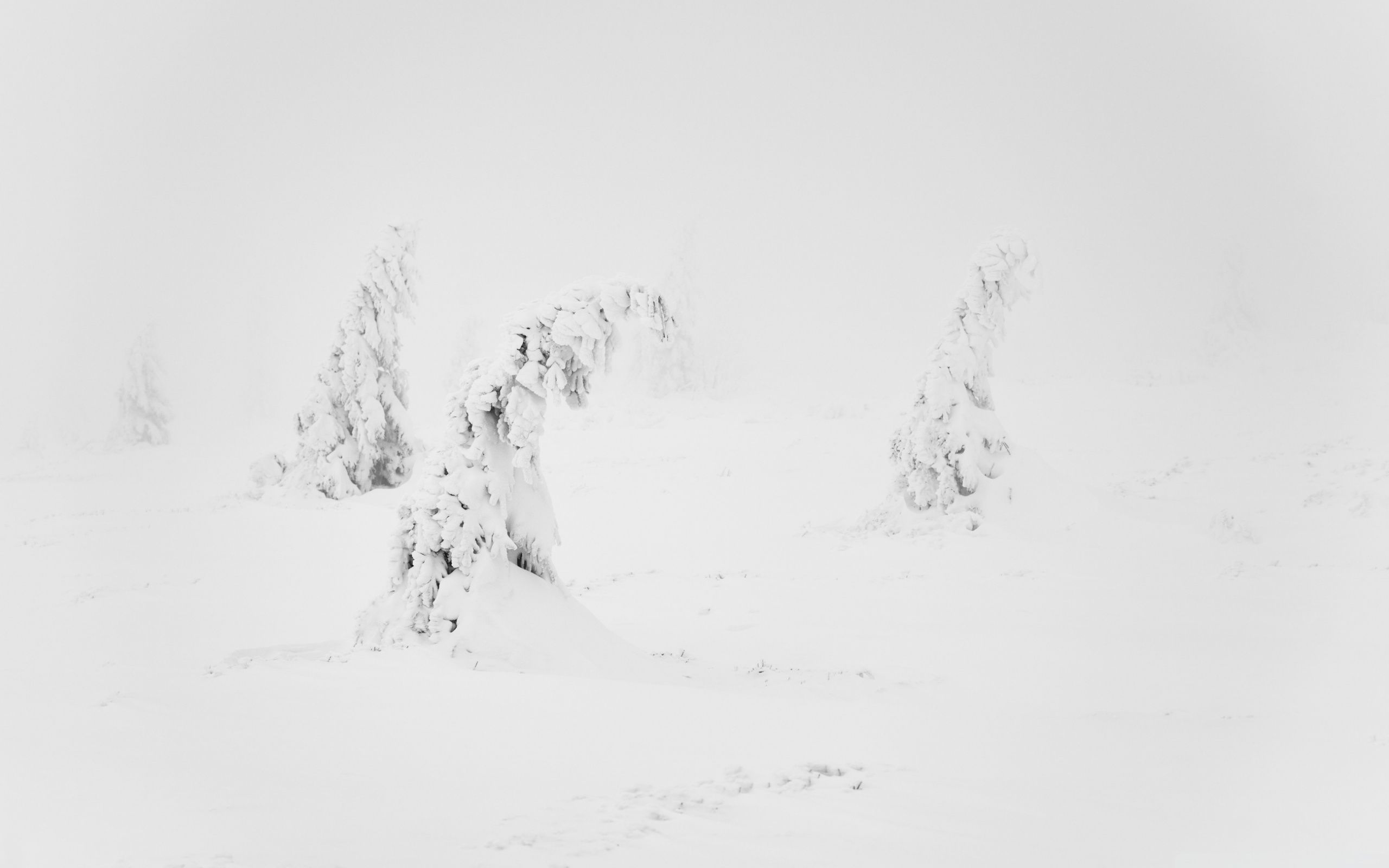 Alberi innevati bianco minimale, 2560x1600 2K, MacBook Pro